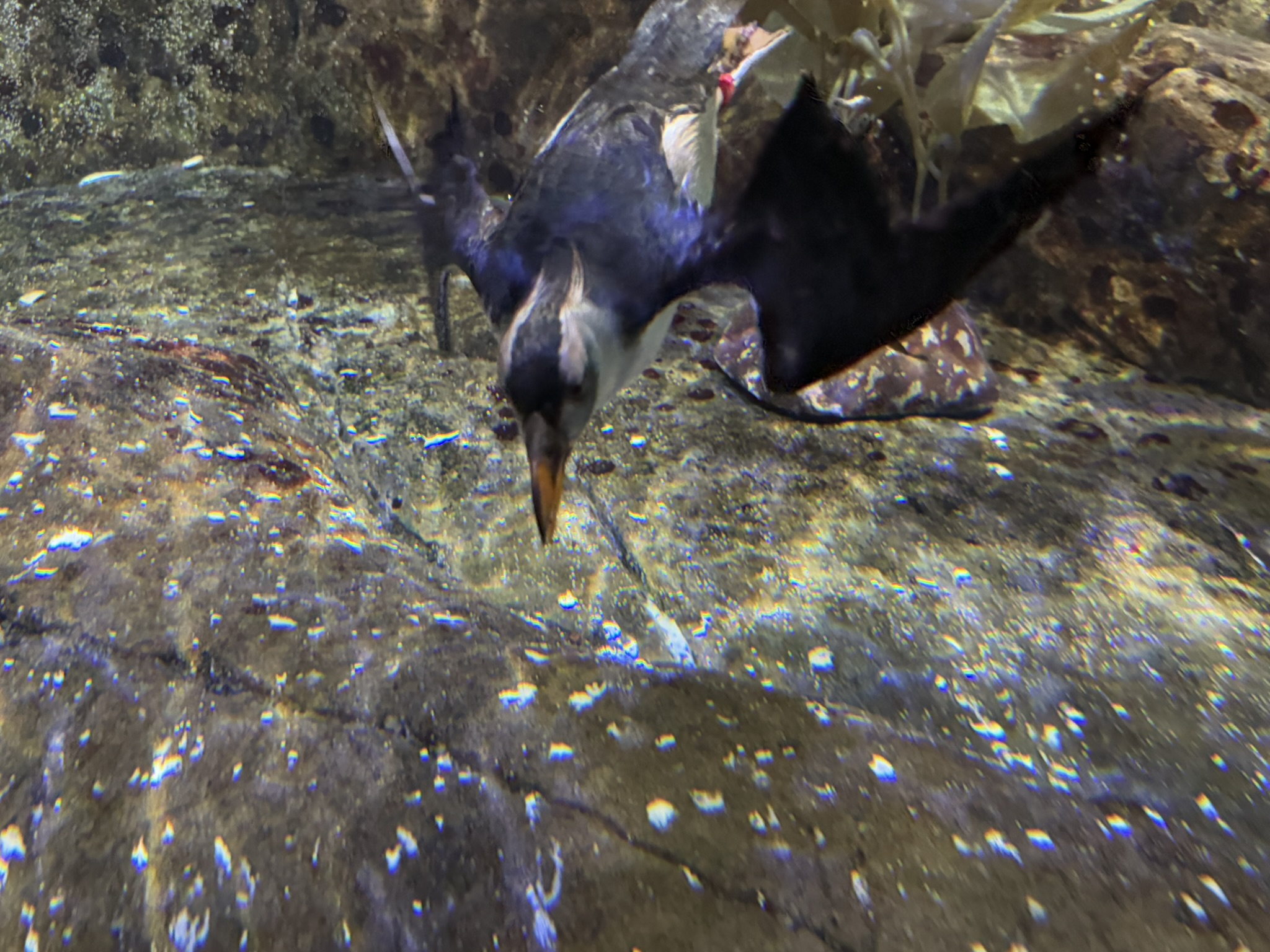 Monterey Bay Aquarium