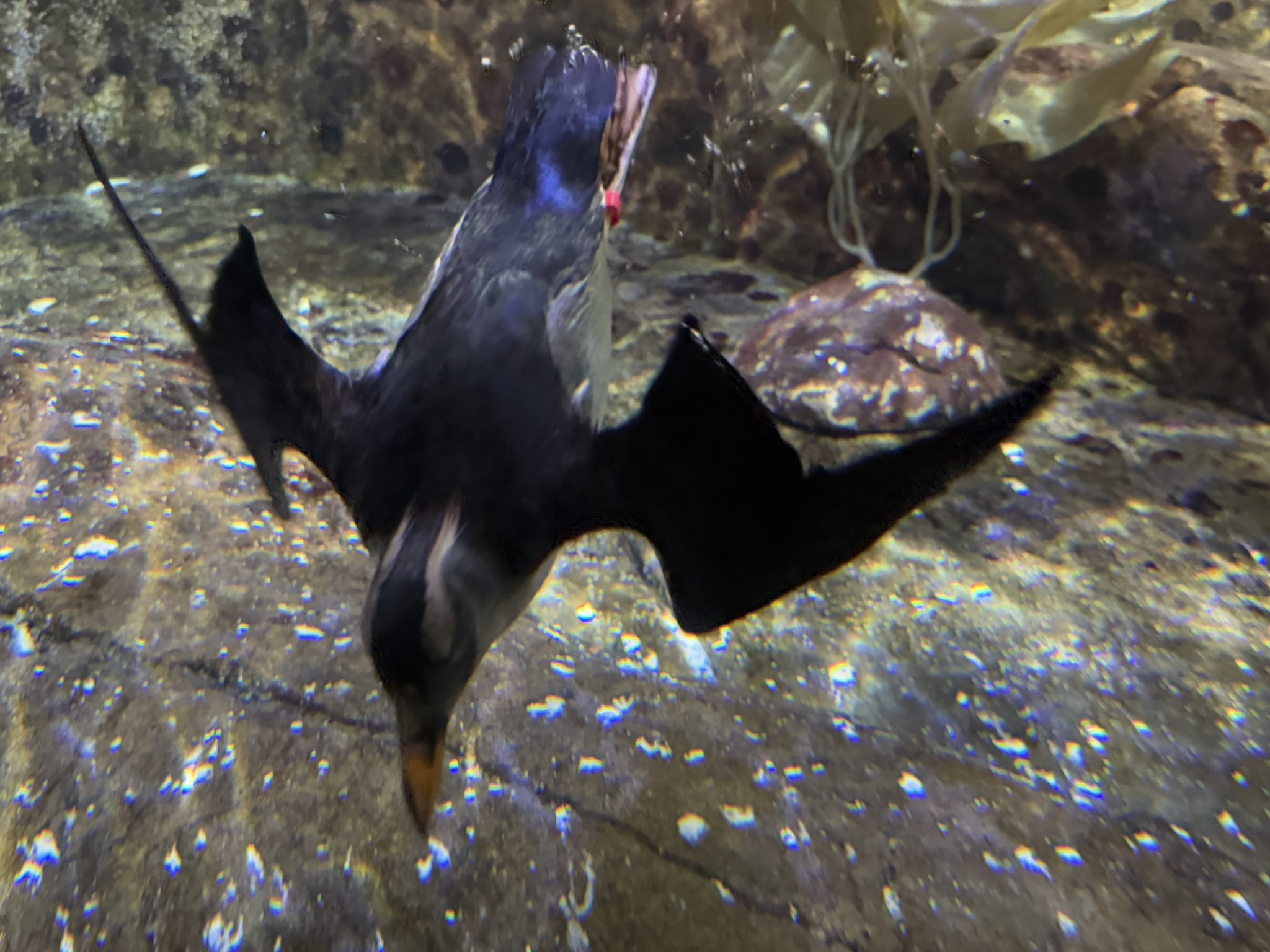 Monterey Bay Aquarium