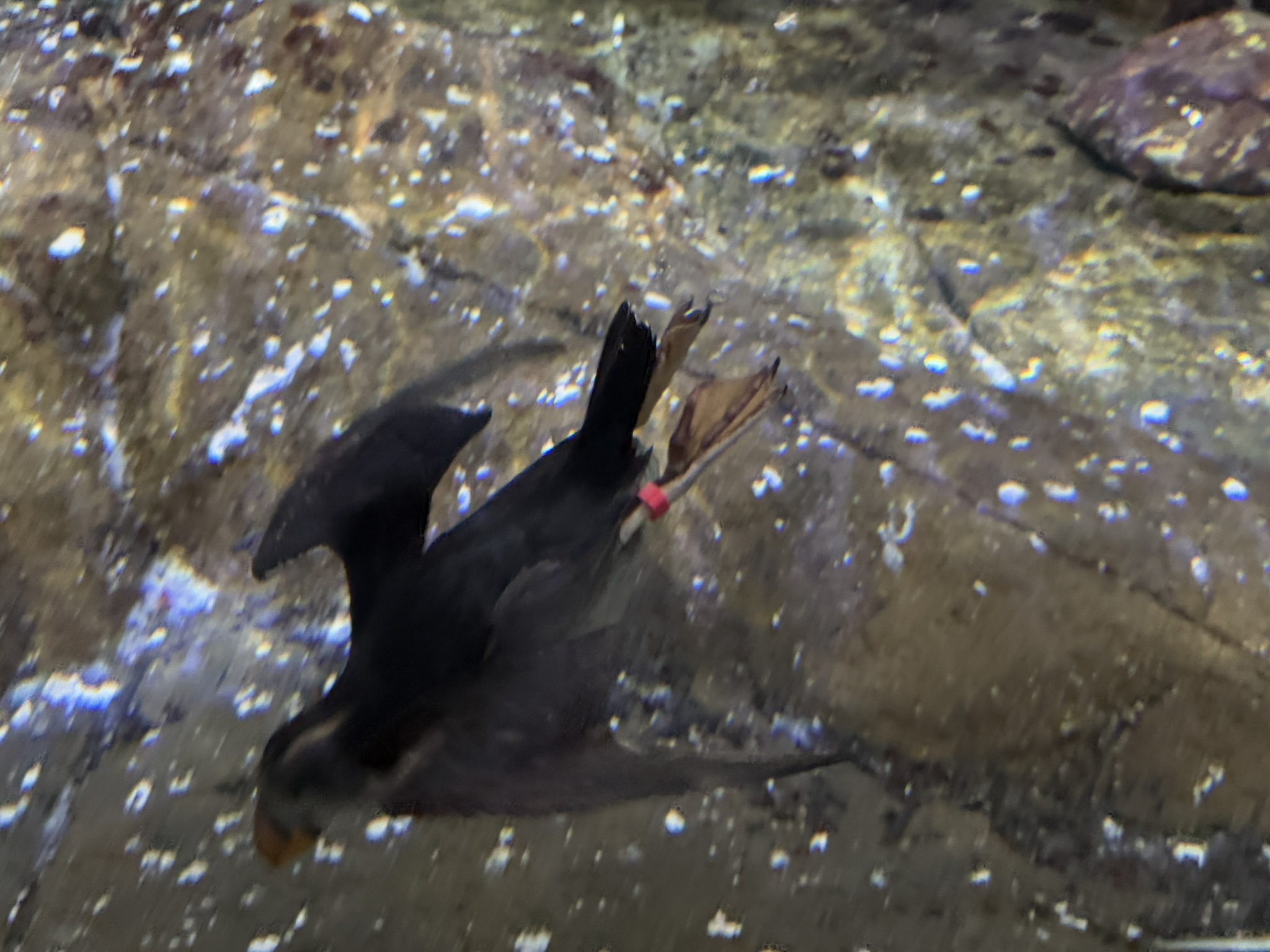 Monterey Bay Aquarium