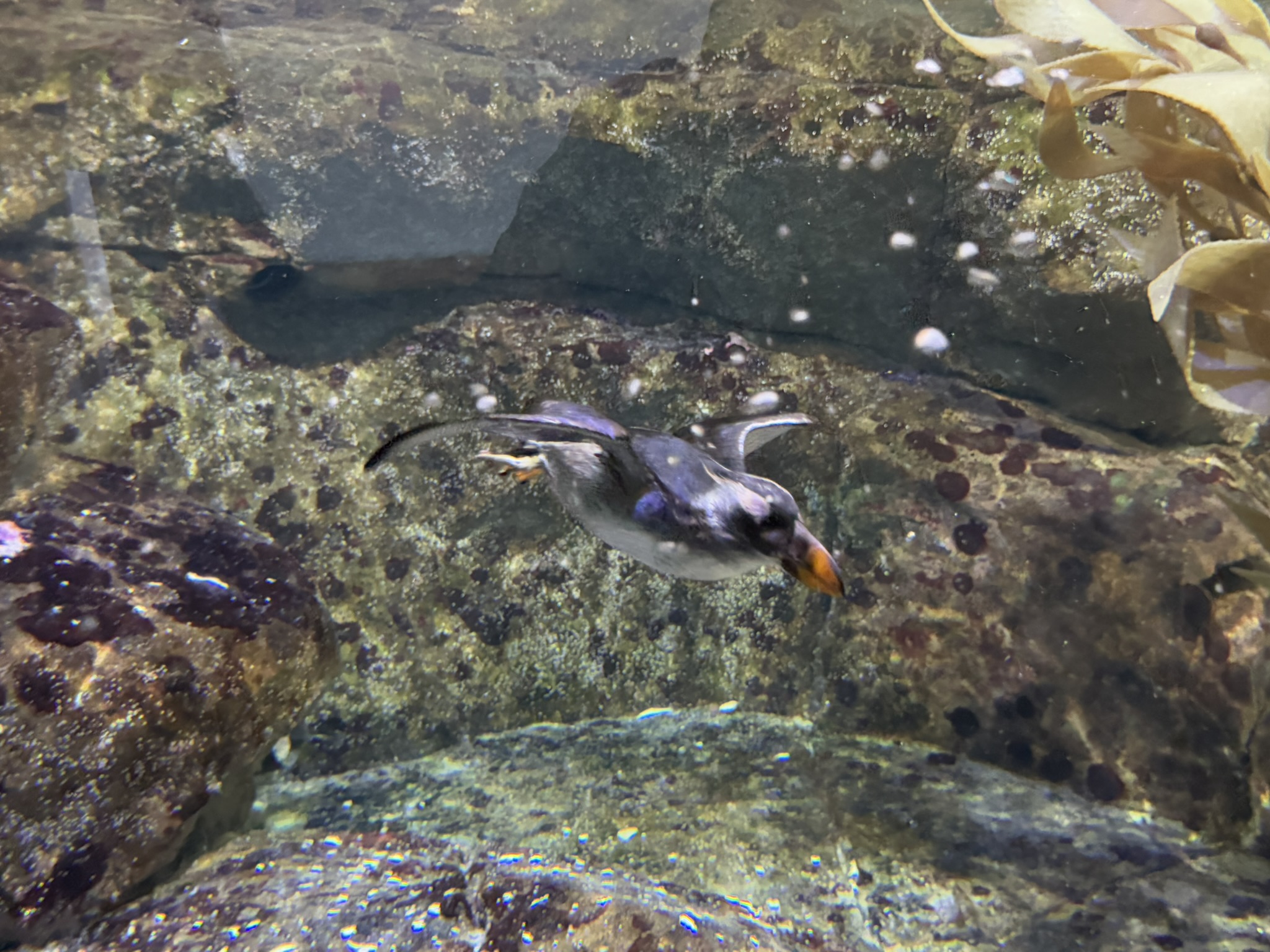 Monterey Bay Aquarium