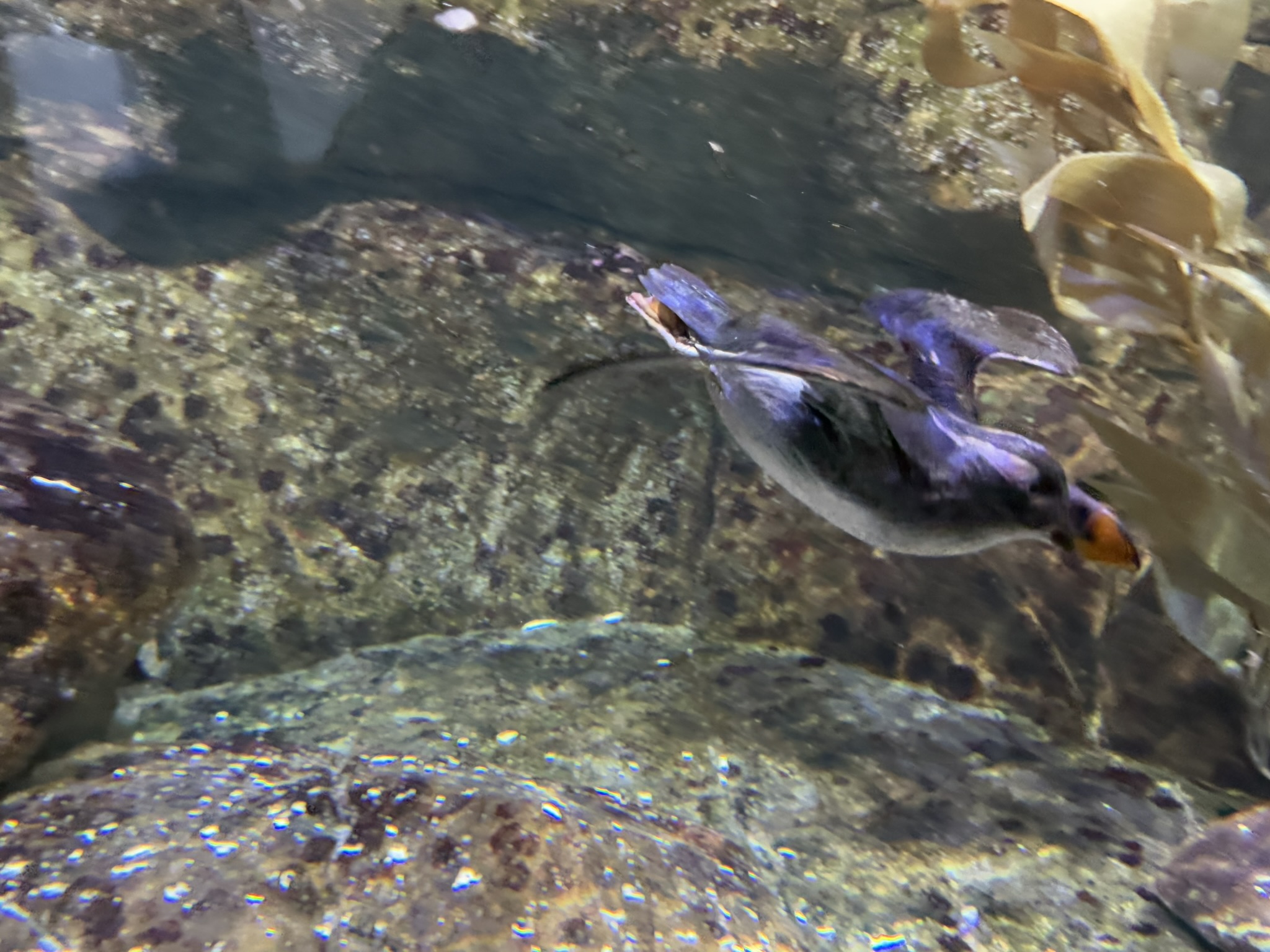 Monterey Bay Aquarium