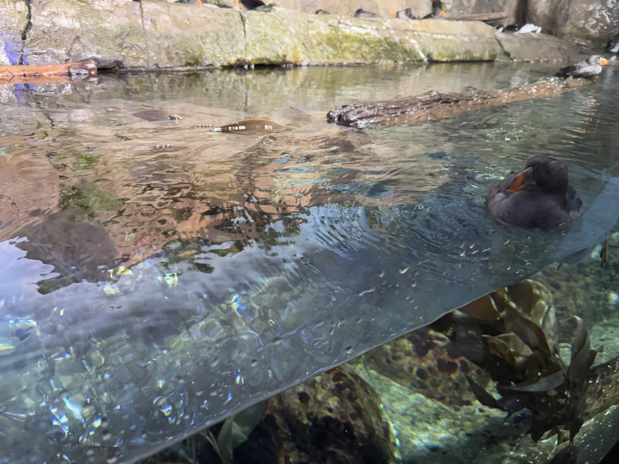 Monterey Bay Aquarium