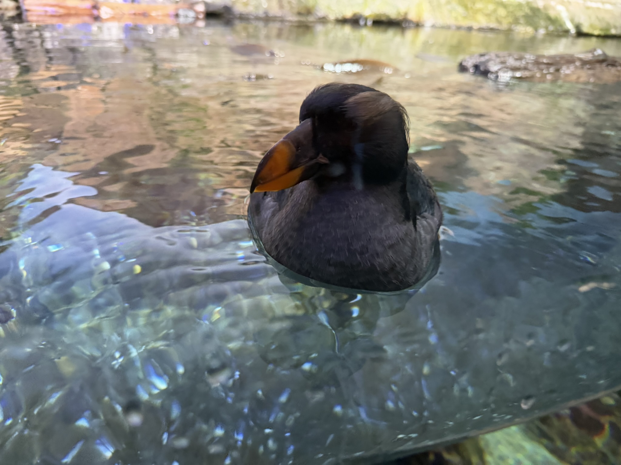 Monterey Bay Aquarium