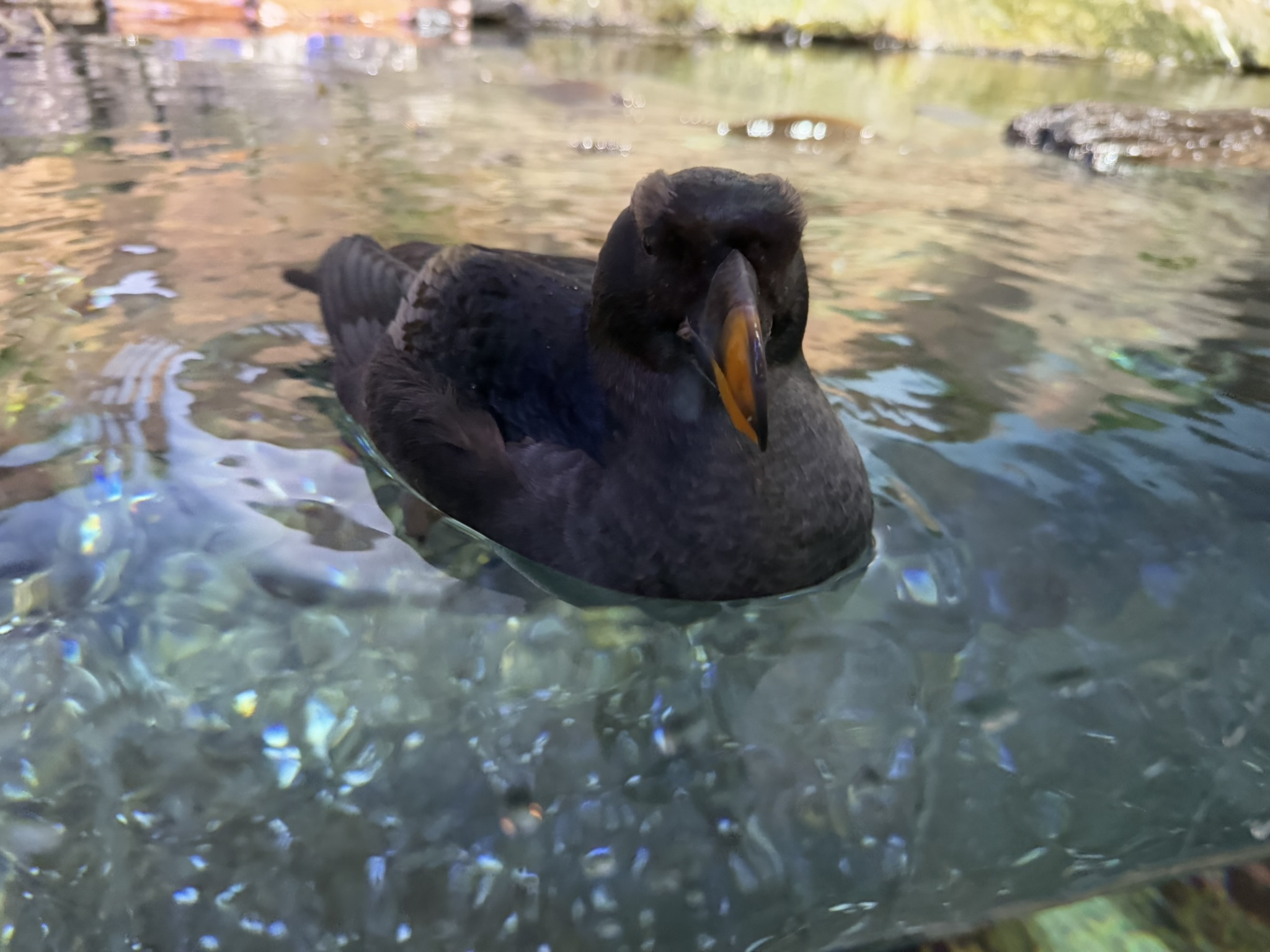 Monterey Bay Aquarium