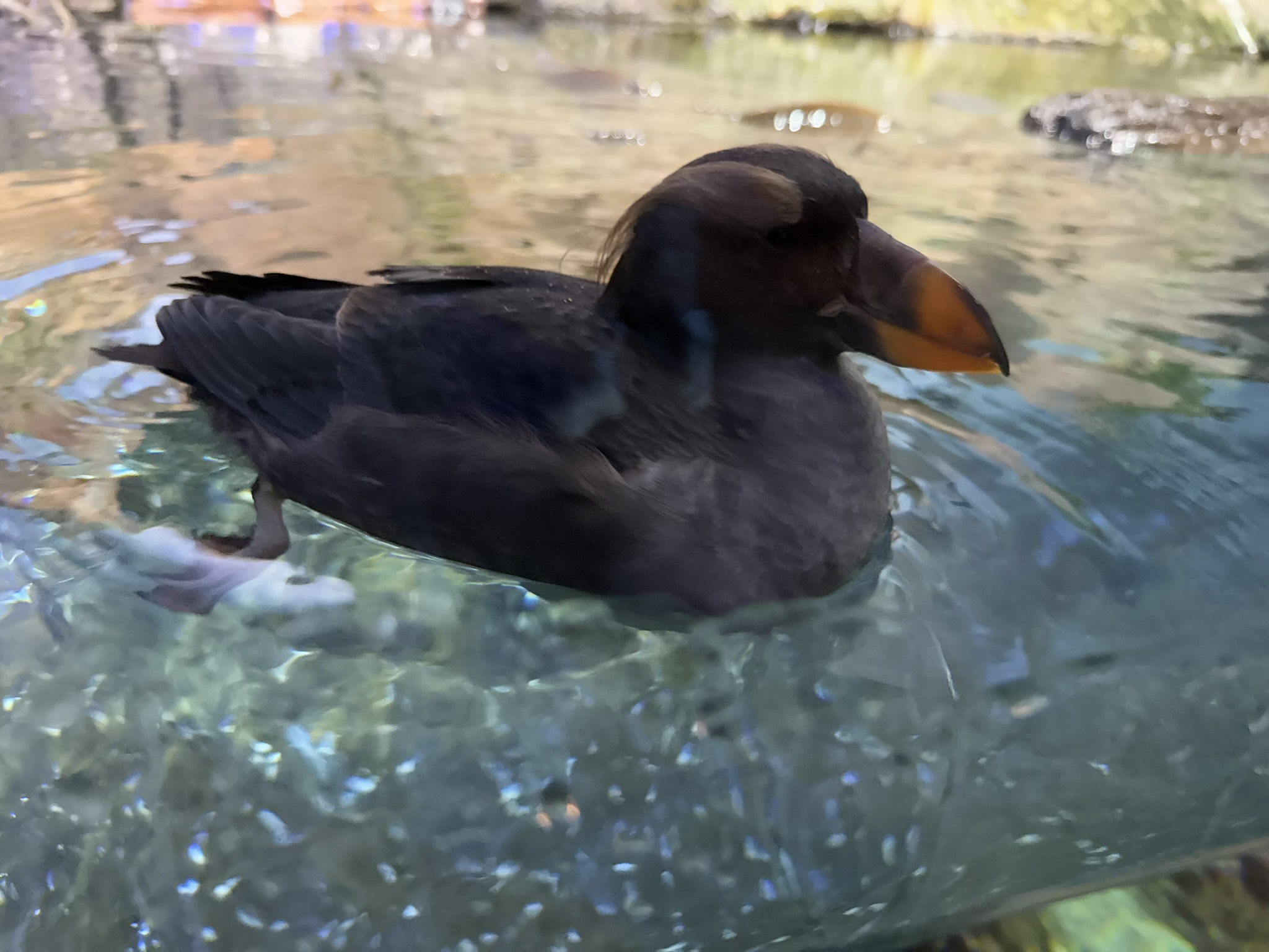 Monterey Bay Aquarium