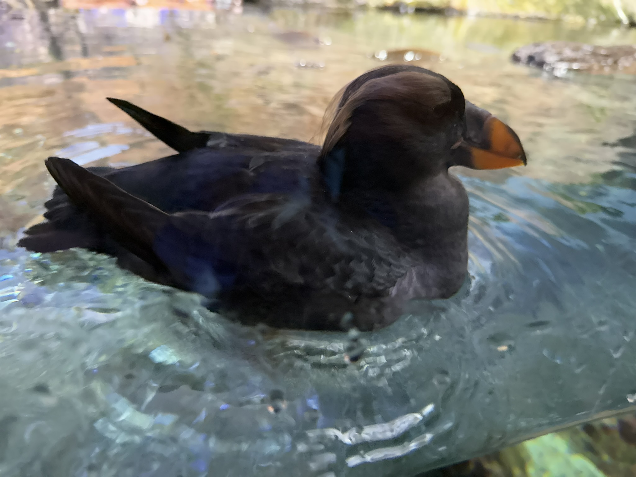 Monterey Bay Aquarium