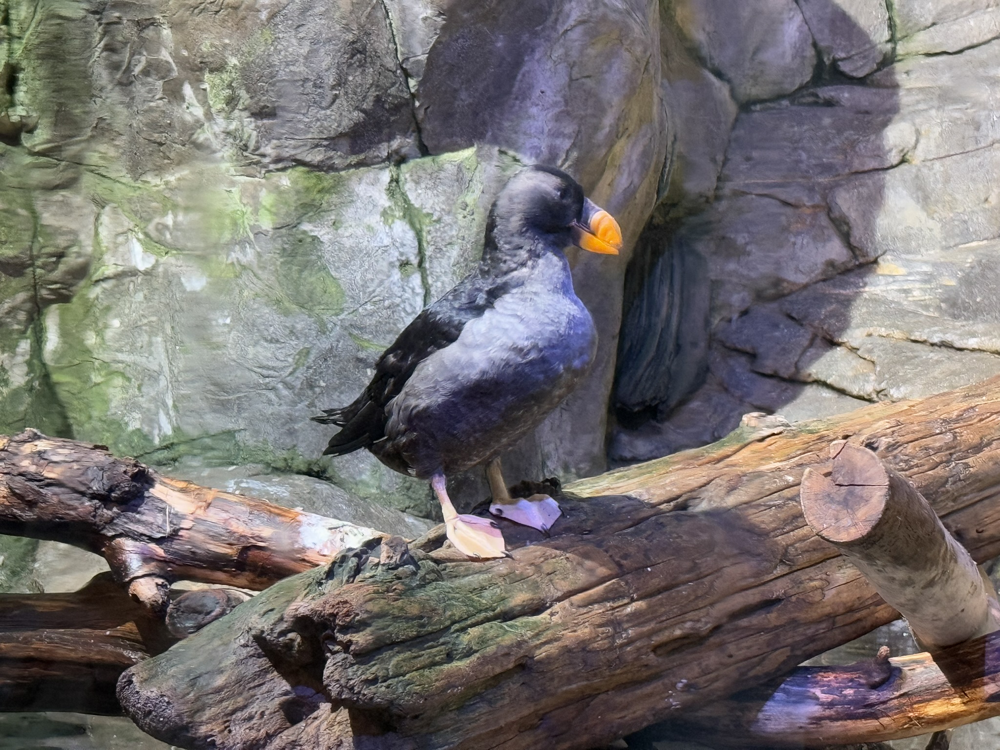 Monterey Bay Aquarium