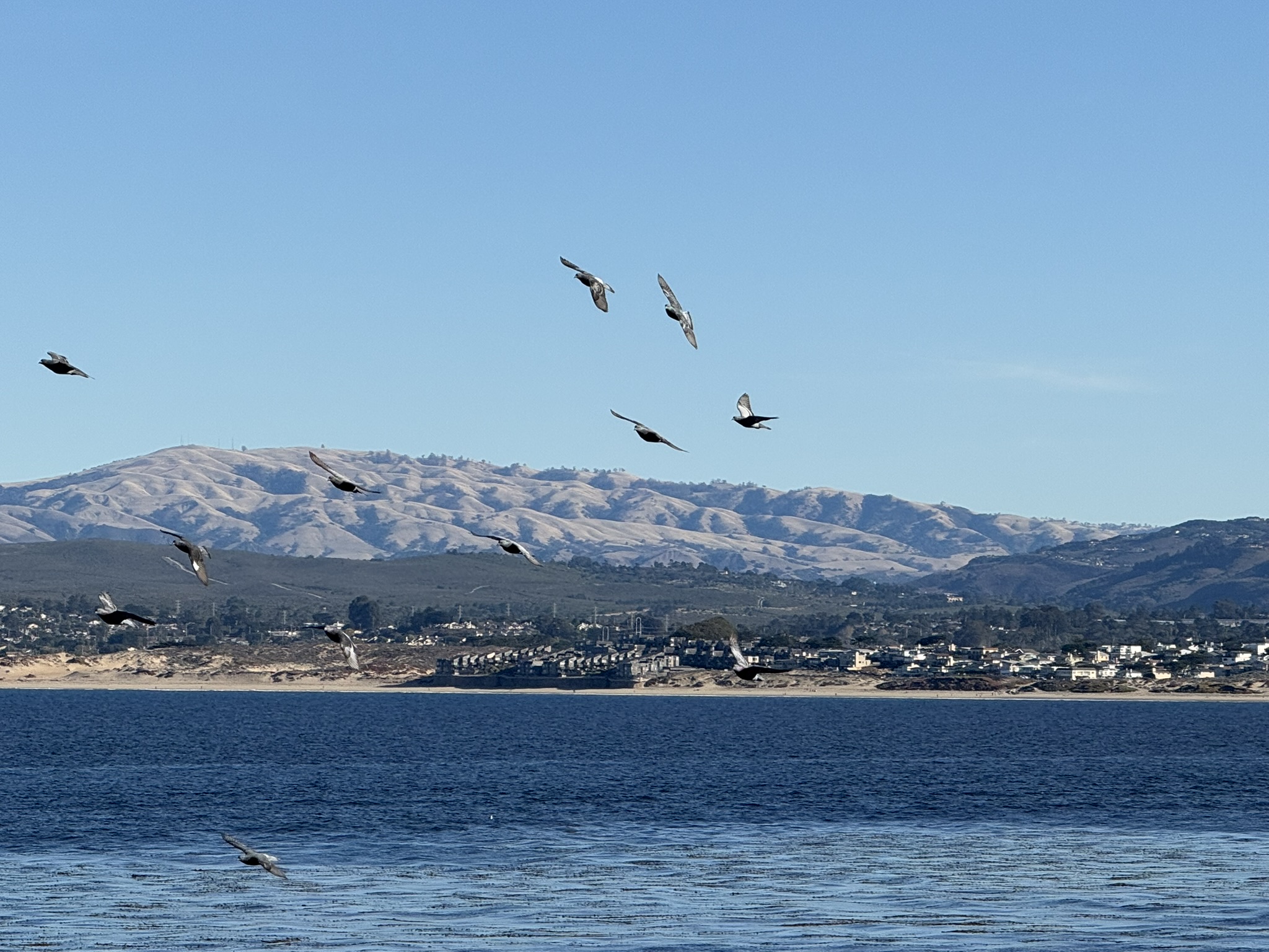 Monterey Bay Aquarium