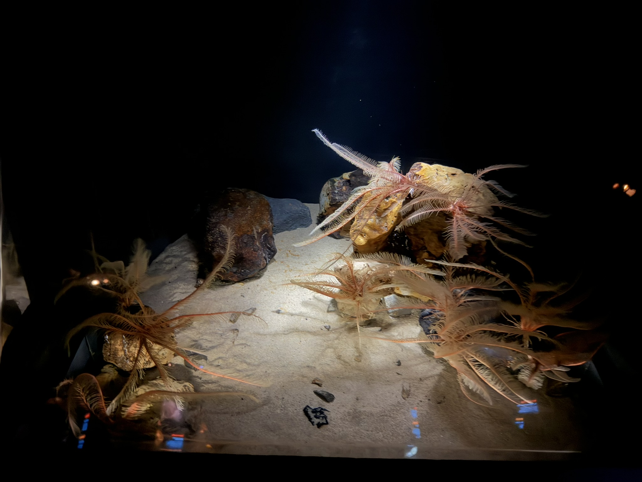 Monterey Bay Aquarium