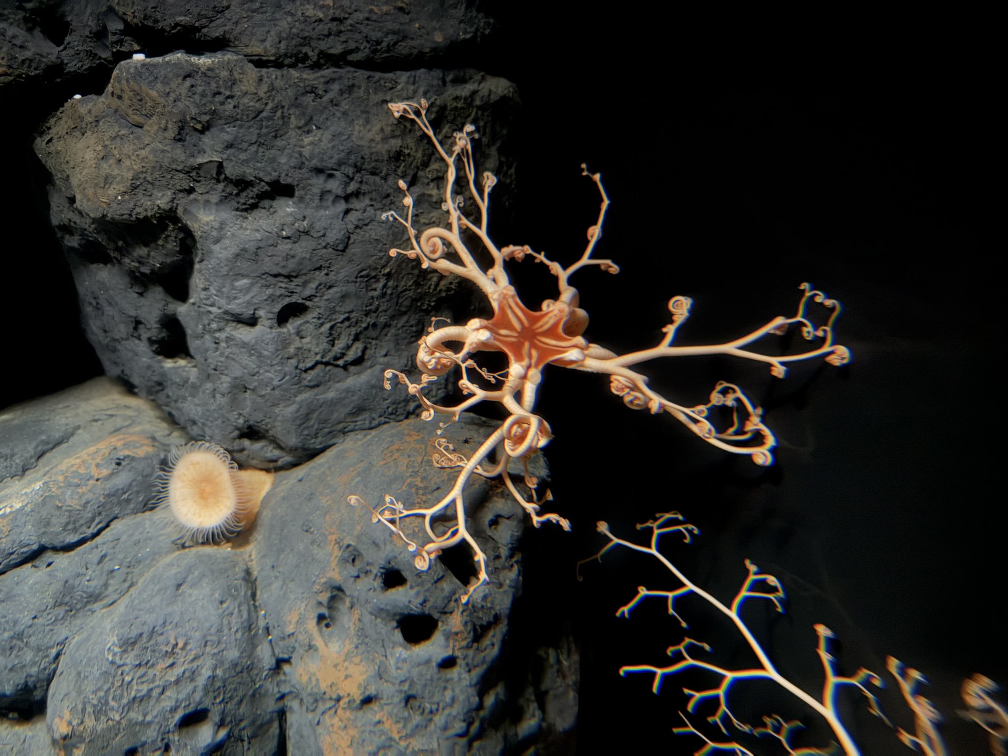 Monterey Bay Aquarium