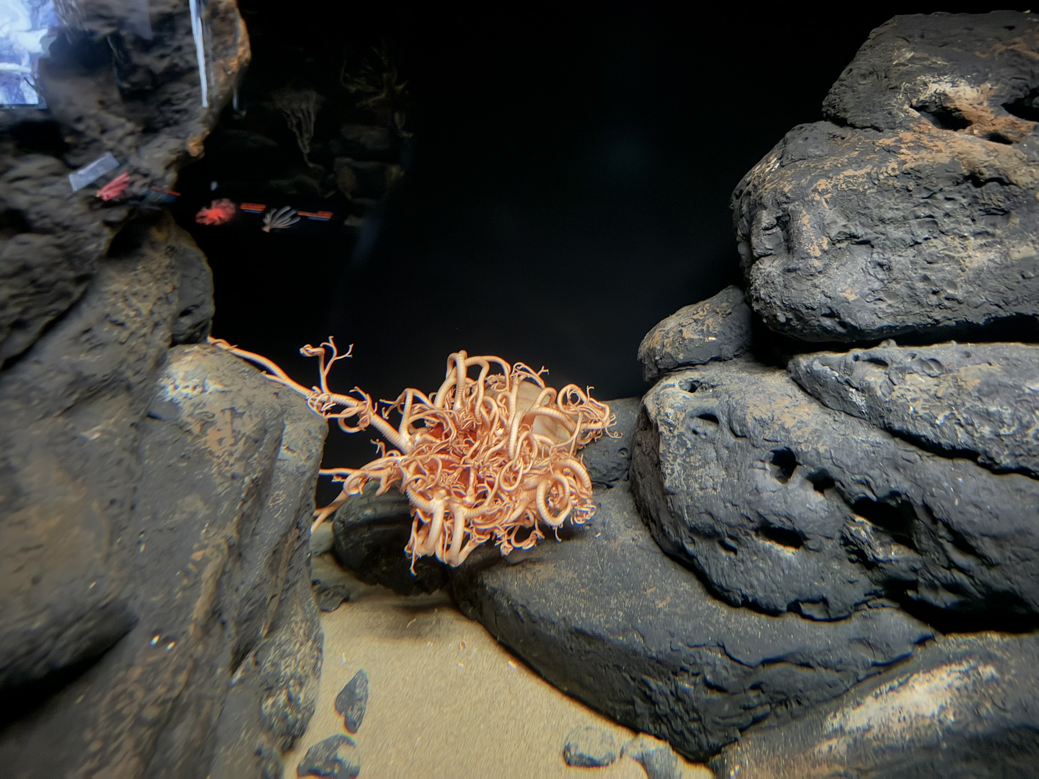 Monterey Bay Aquarium