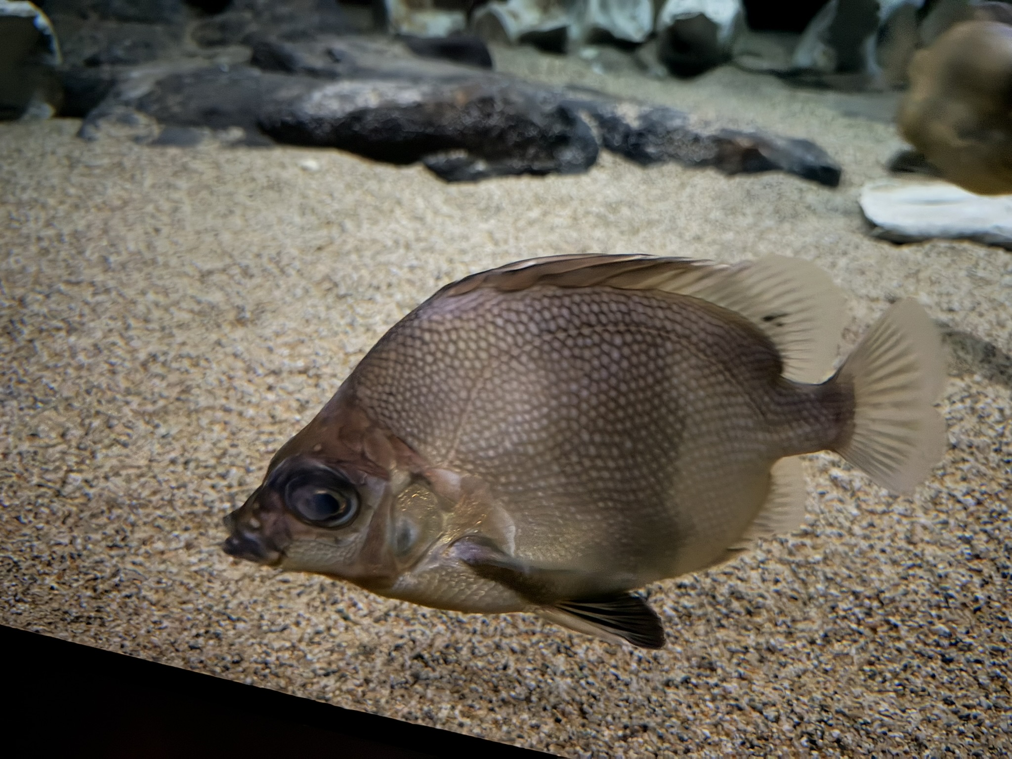 Monterey Bay Aquarium