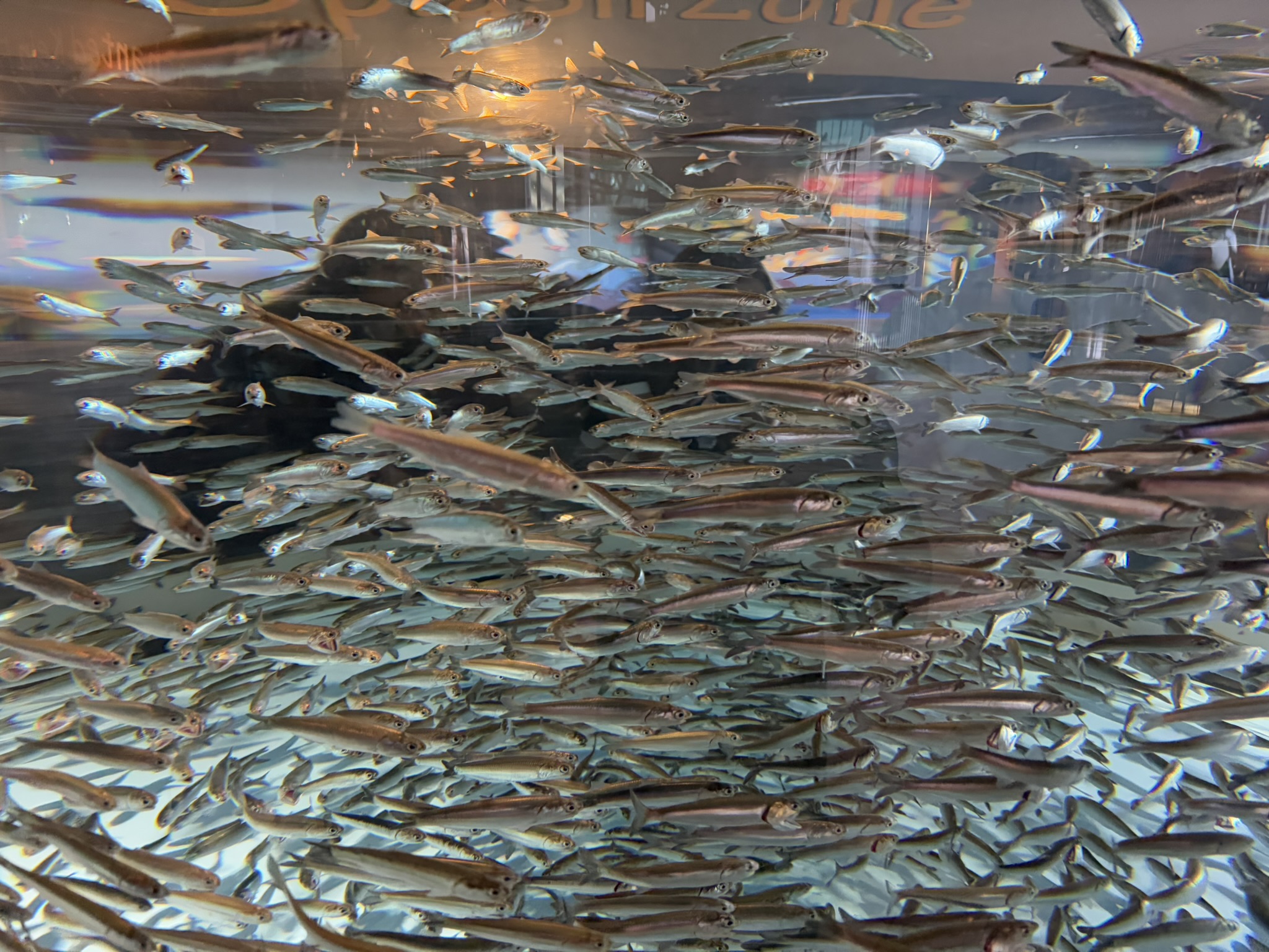 Monterey Bay Aquarium