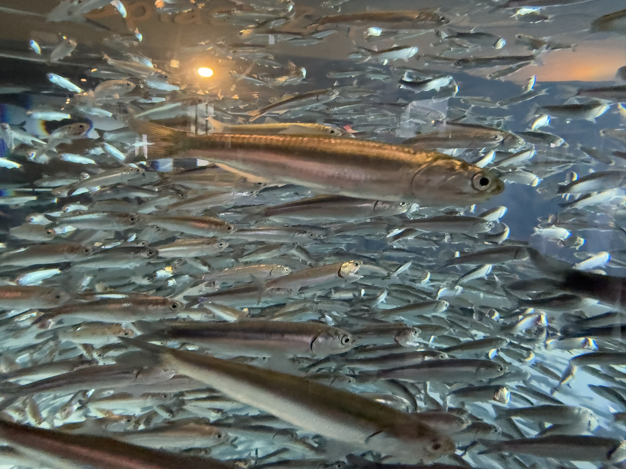 Monterey Bay Aquarium