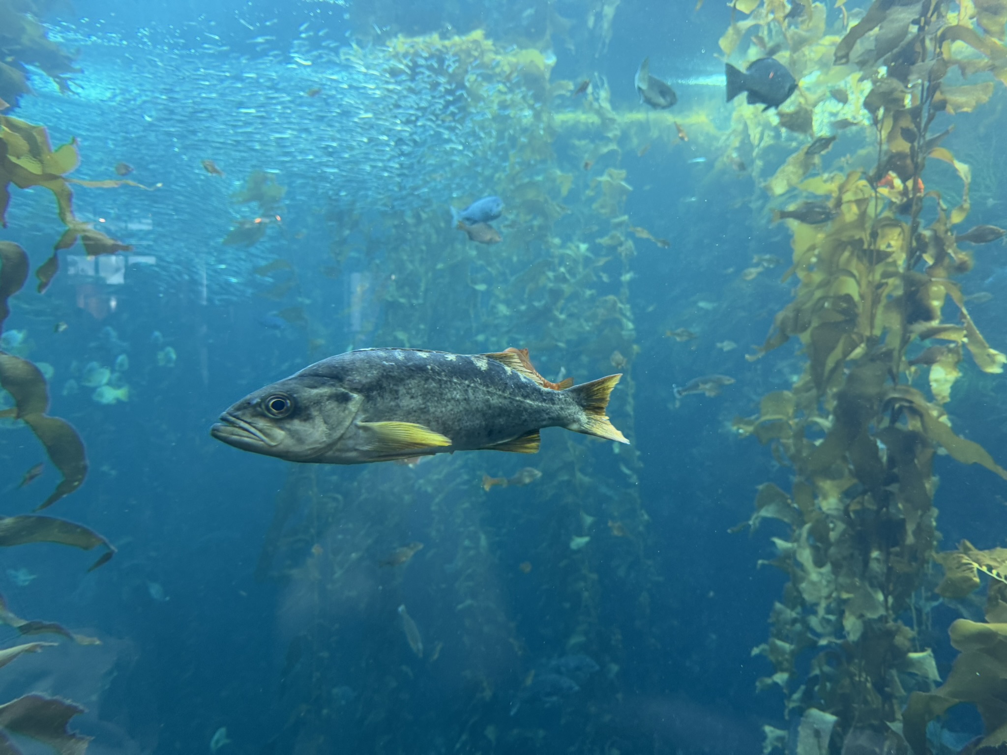 Monterey Bay Aquarium