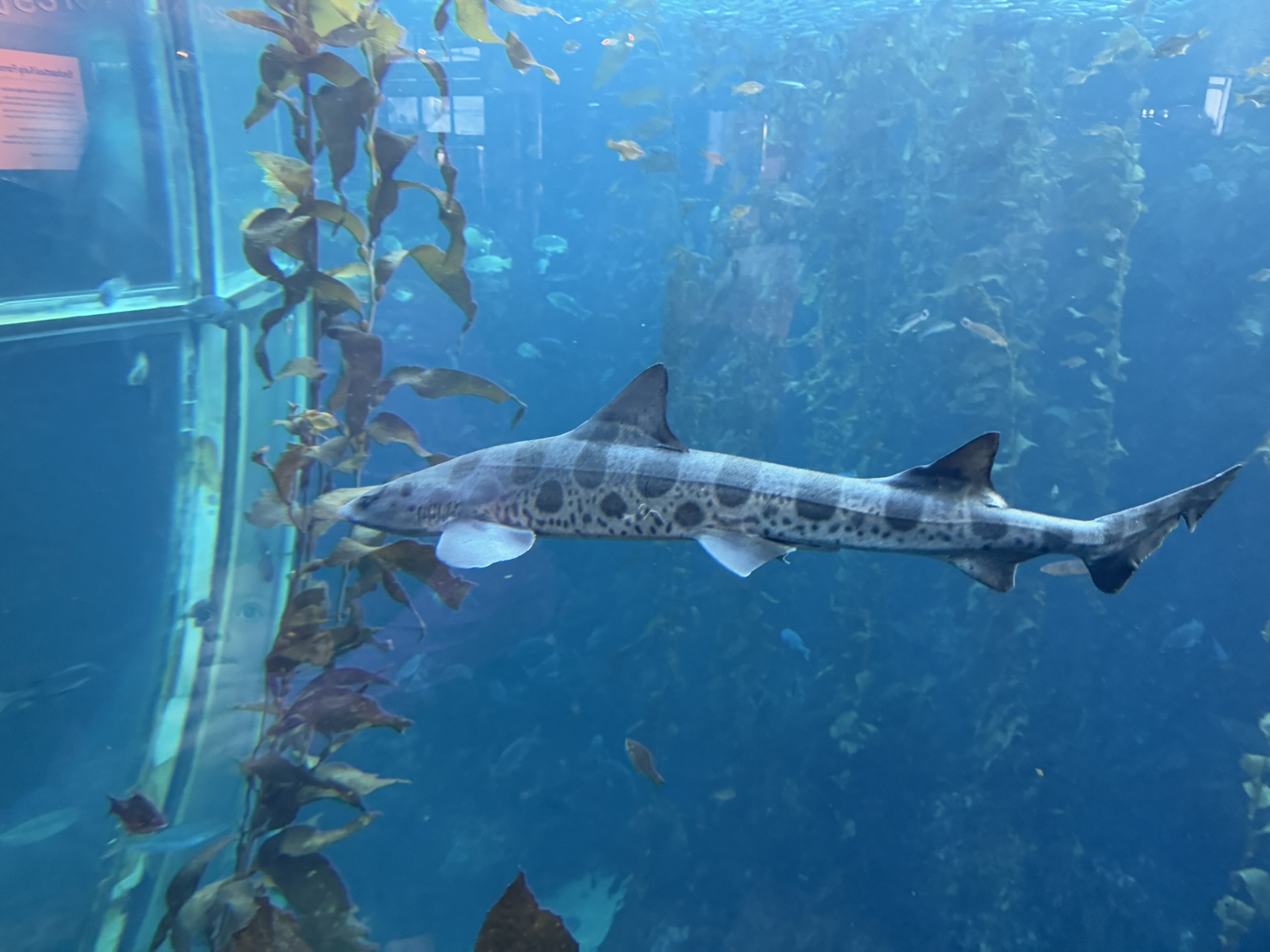 Monterey Bay Aquarium