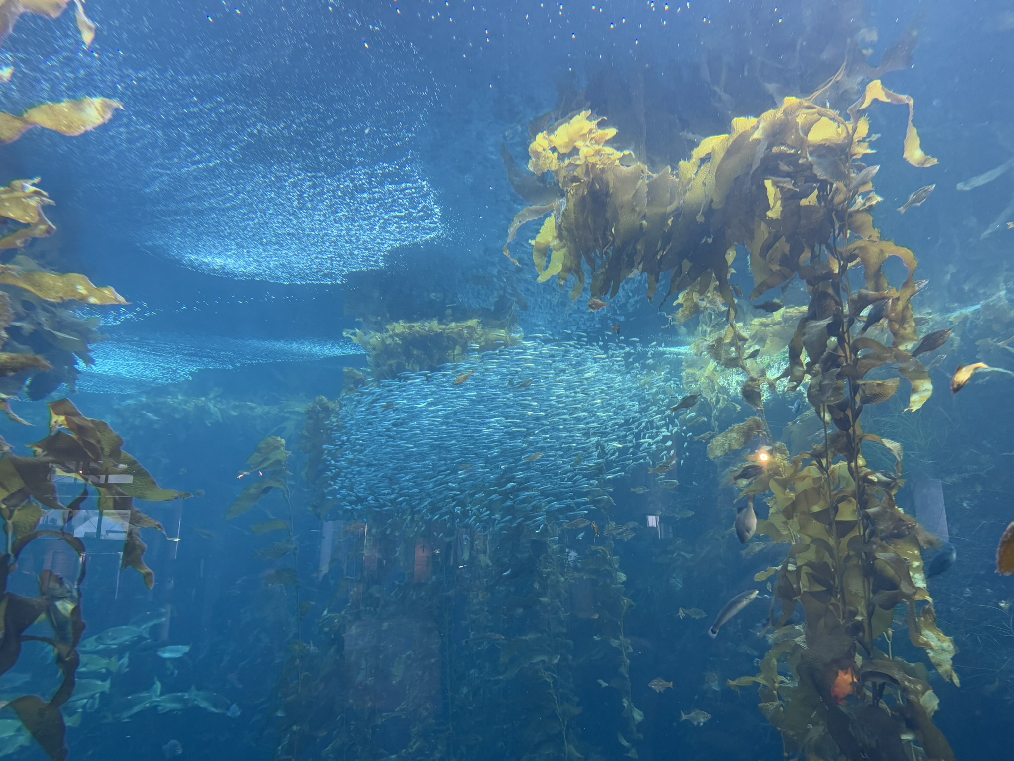 Monterey Bay Aquarium