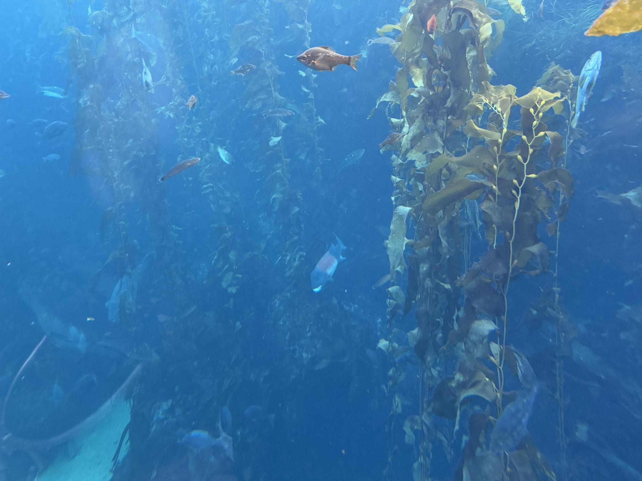 Monterey Bay Aquarium