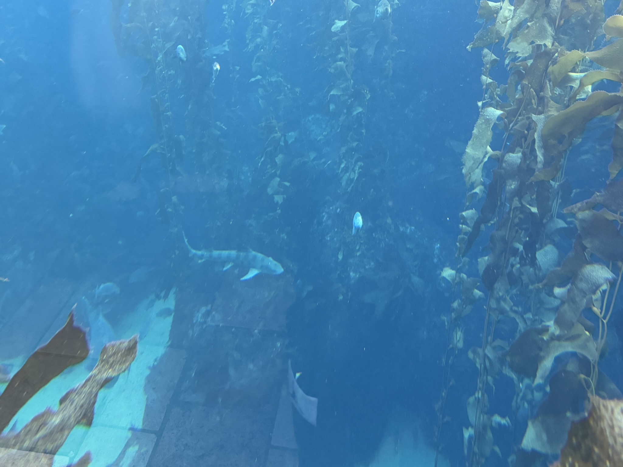 Monterey Bay Aquarium