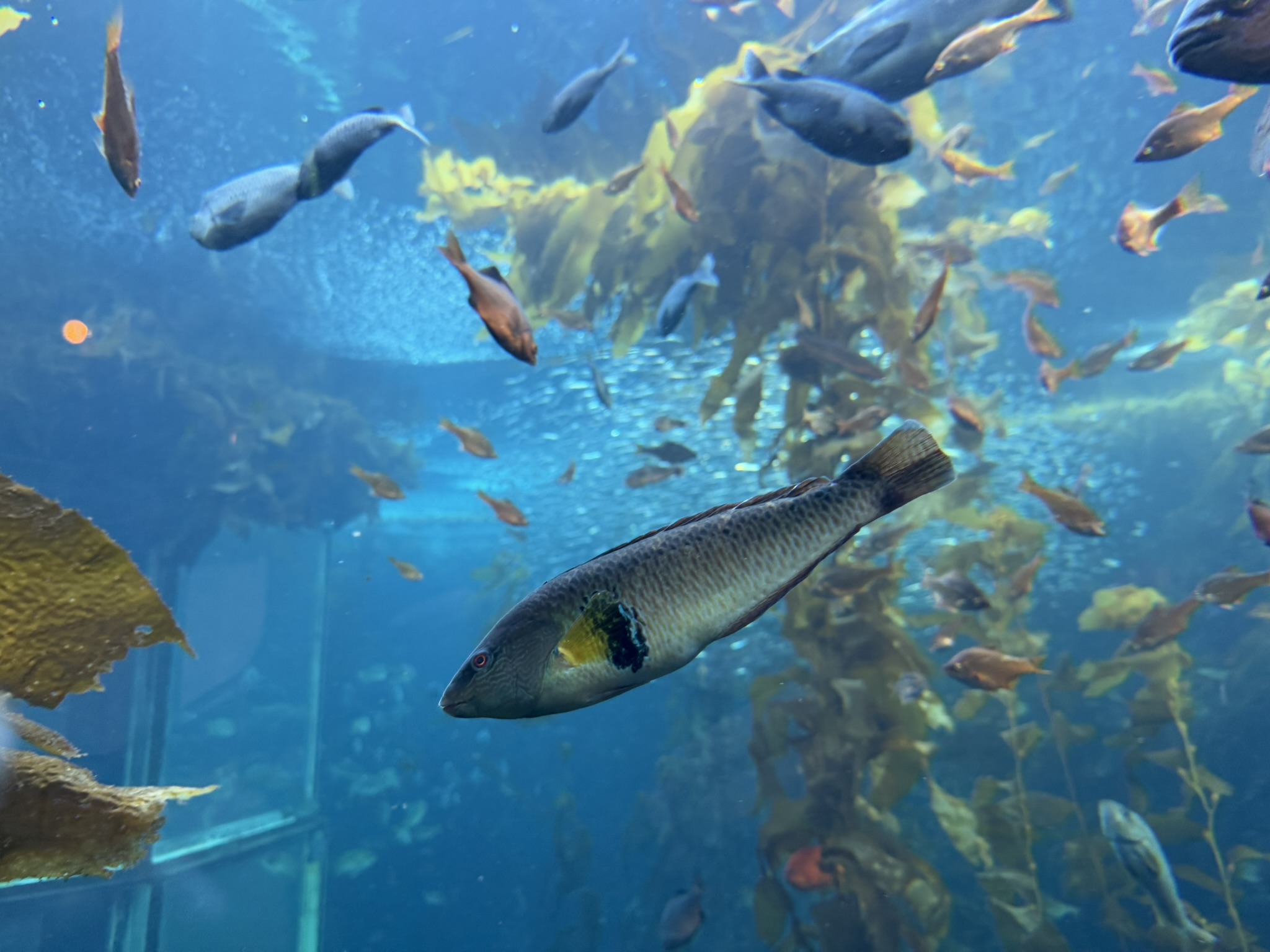 Monterey Bay Aquarium