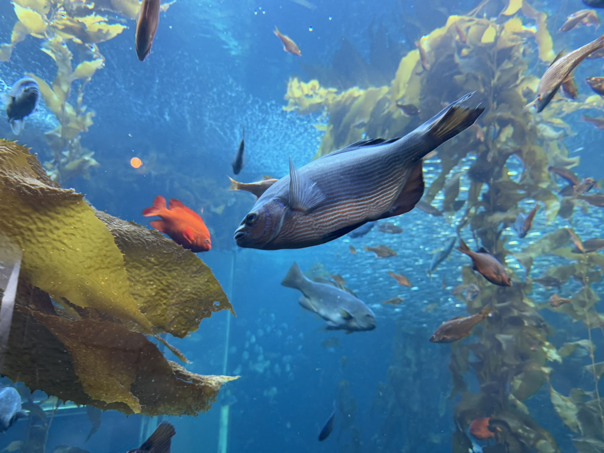 Monterey Bay Aquarium