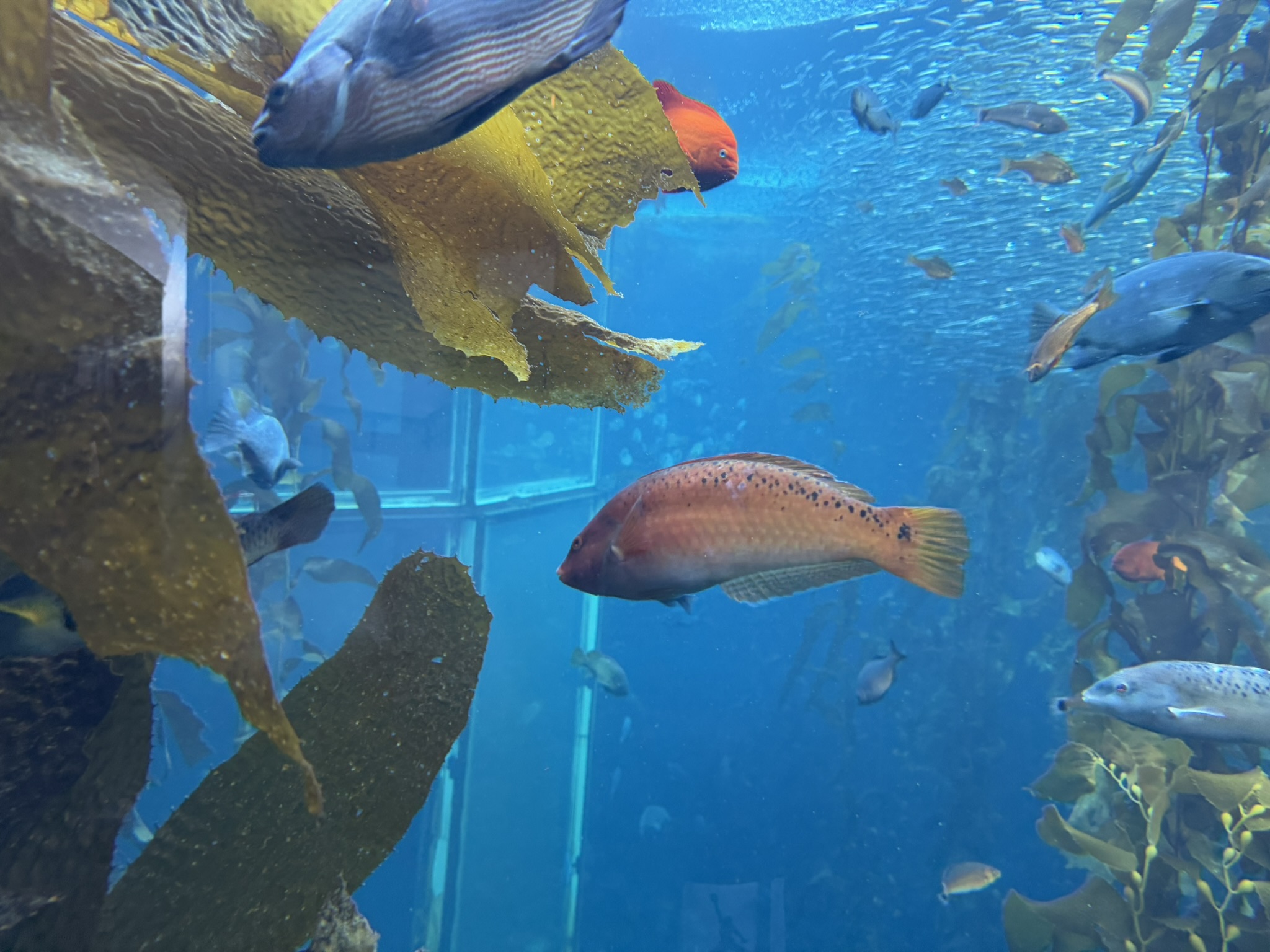 Monterey Bay Aquarium