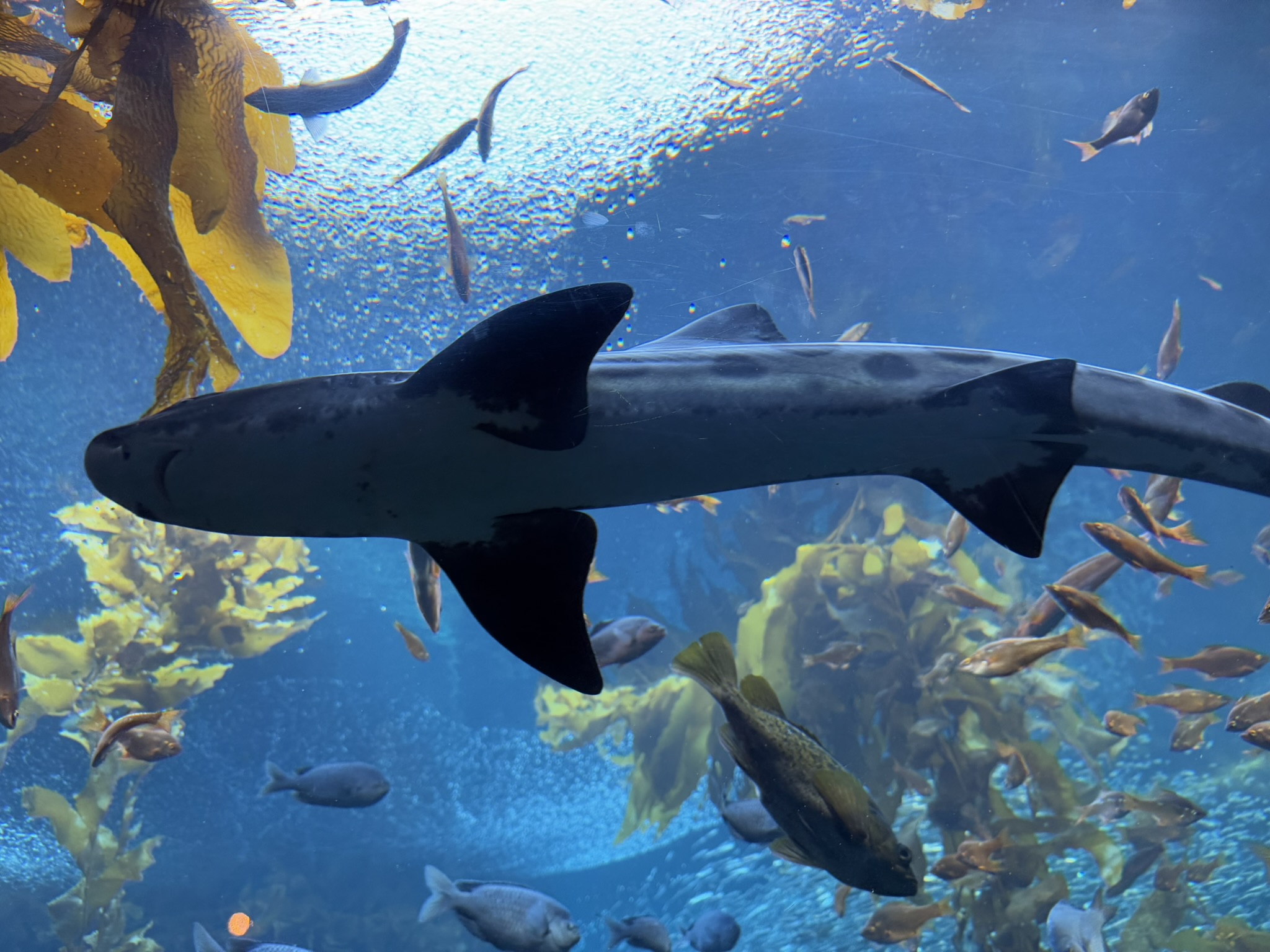 Monterey Bay Aquarium