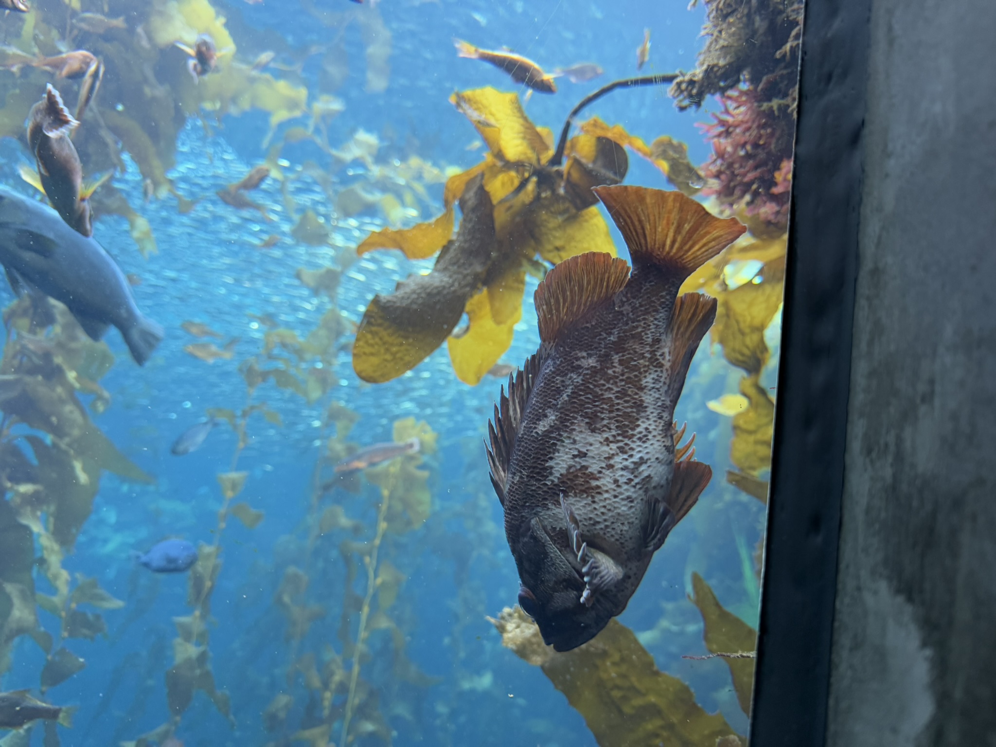 Monterey Bay Aquarium