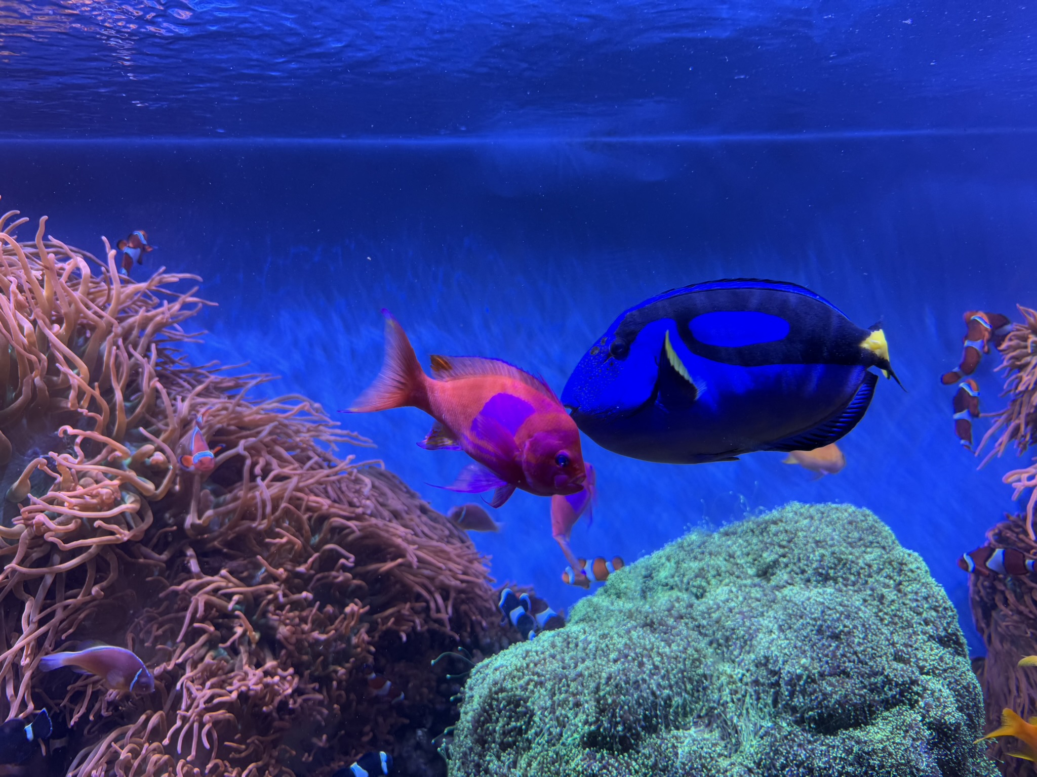 Monterey Bay Aquarium