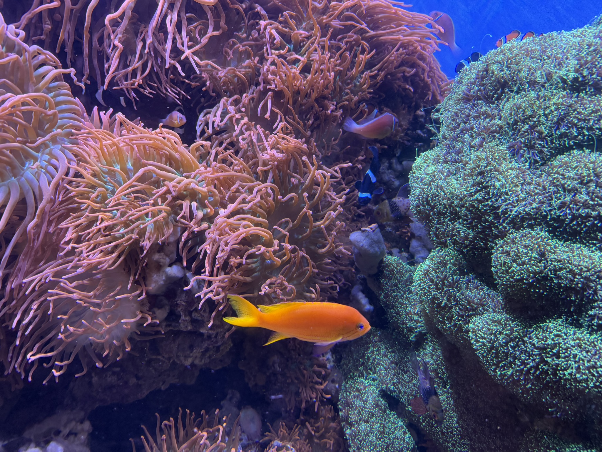 Monterey Bay Aquarium