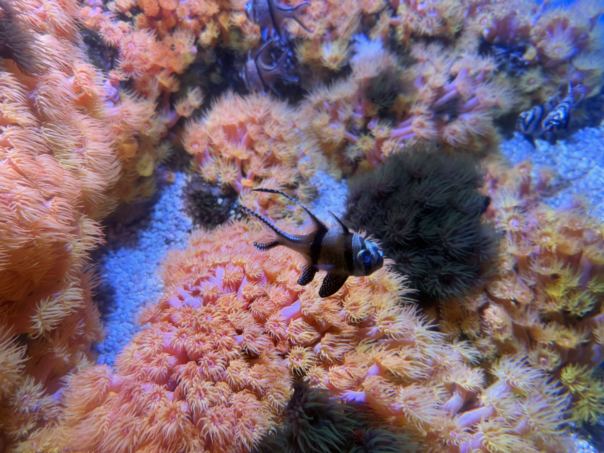 Monterey Bay Aquarium