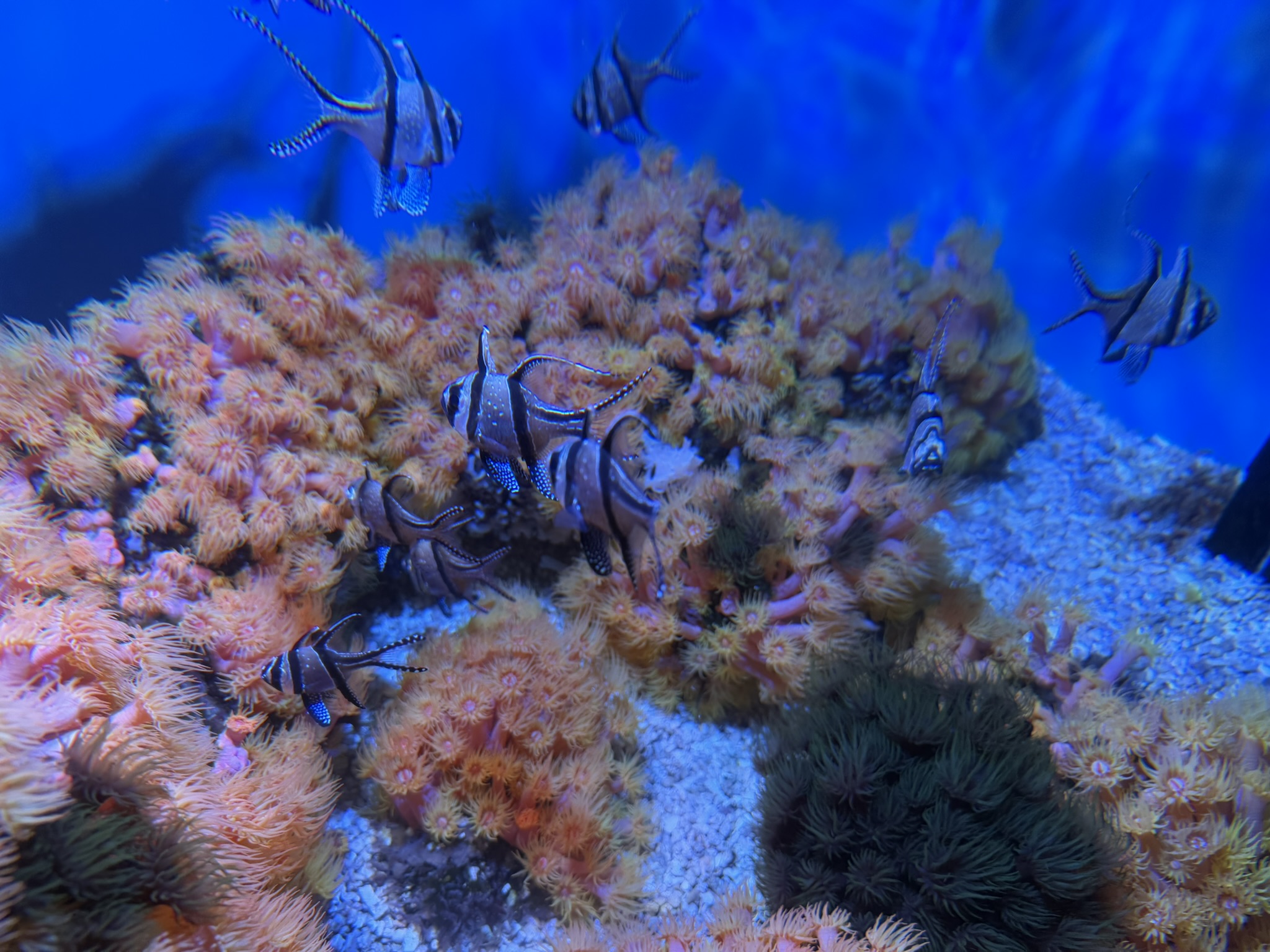 Monterey Bay Aquarium