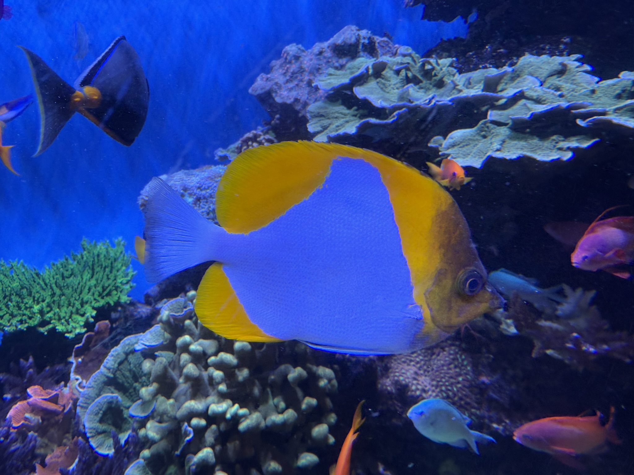 Monterey Bay Aquarium