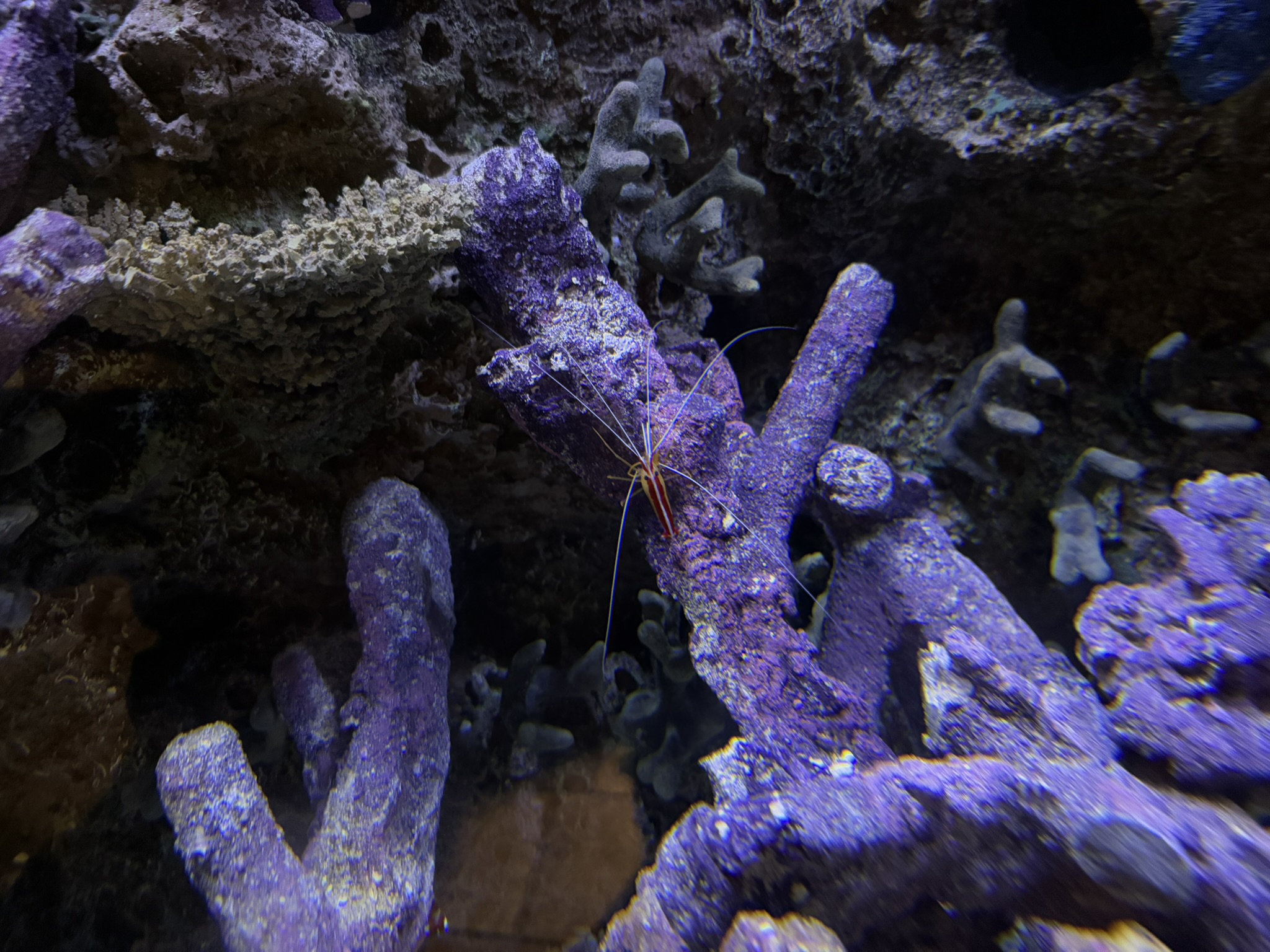 Monterey Bay Aquarium