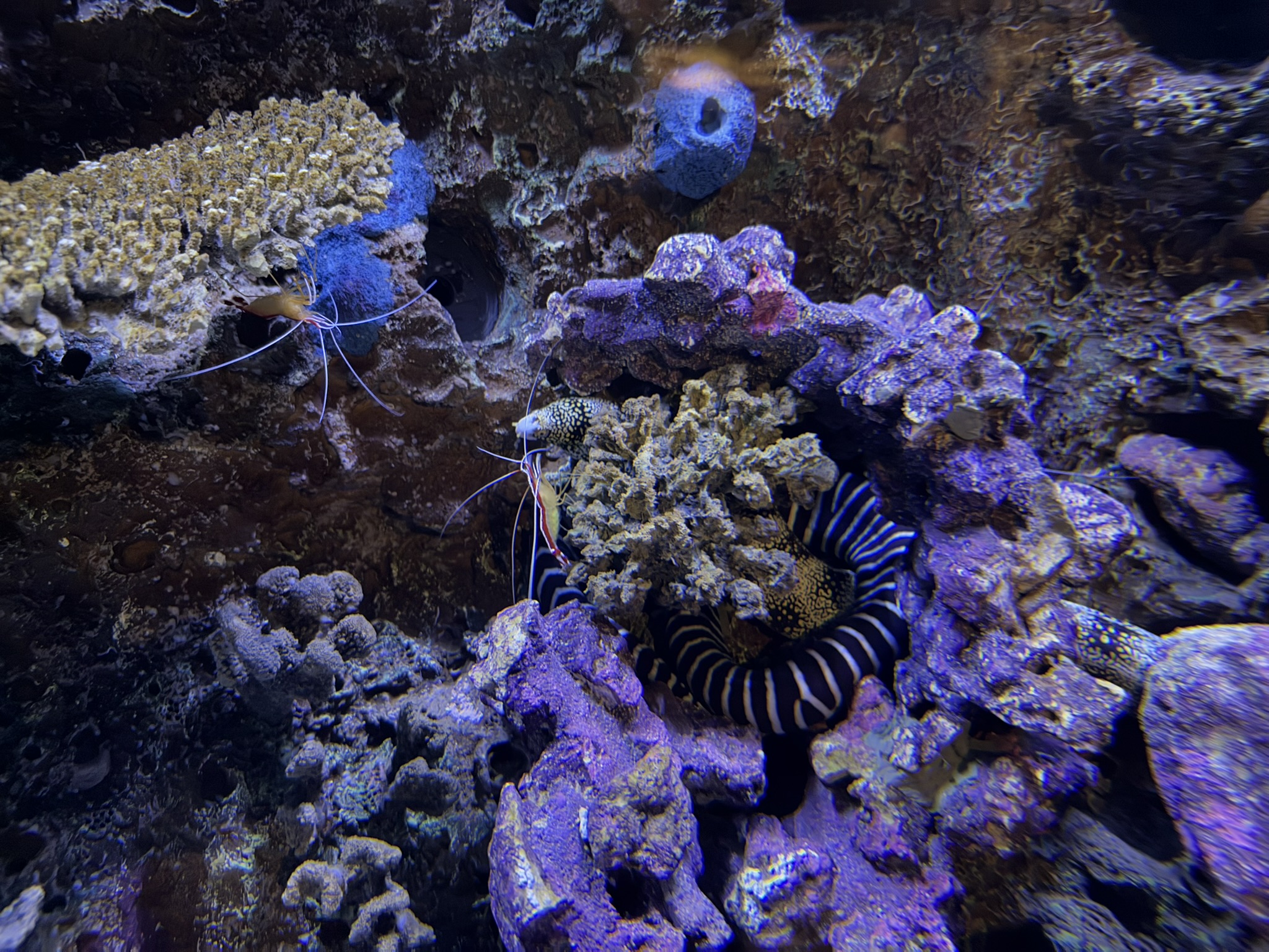 Monterey Bay Aquarium