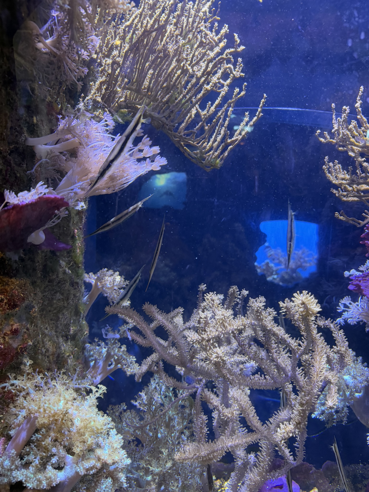 Monterey Bay Aquarium