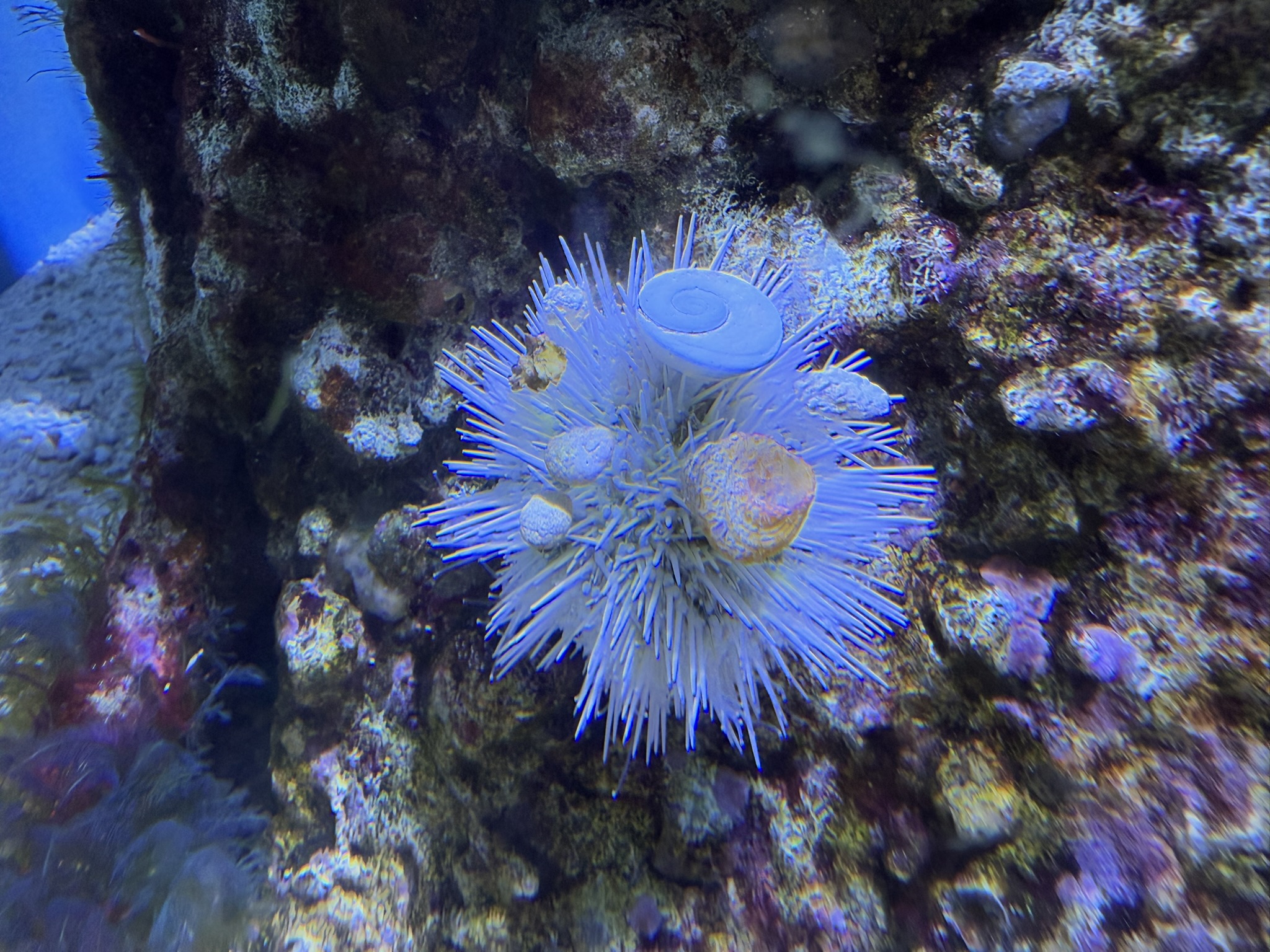 Monterey Bay Aquarium