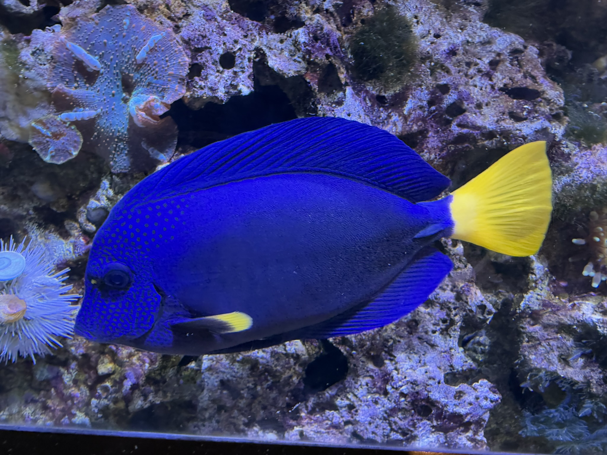 Monterey Bay Aquarium