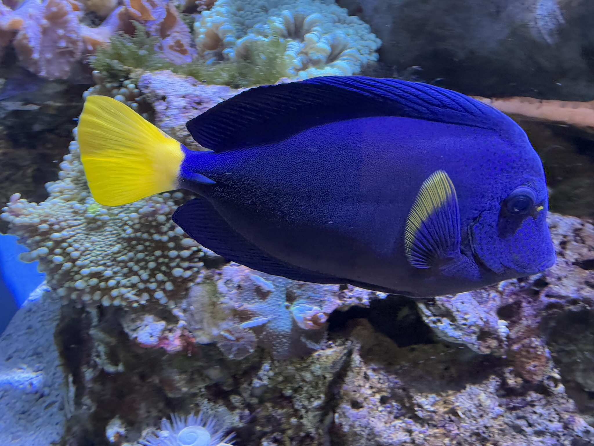 Monterey Bay Aquarium