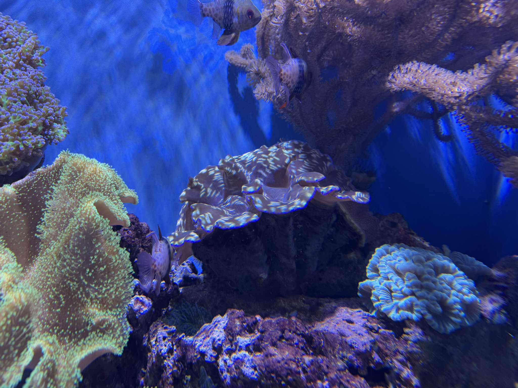 Monterey Bay Aquarium