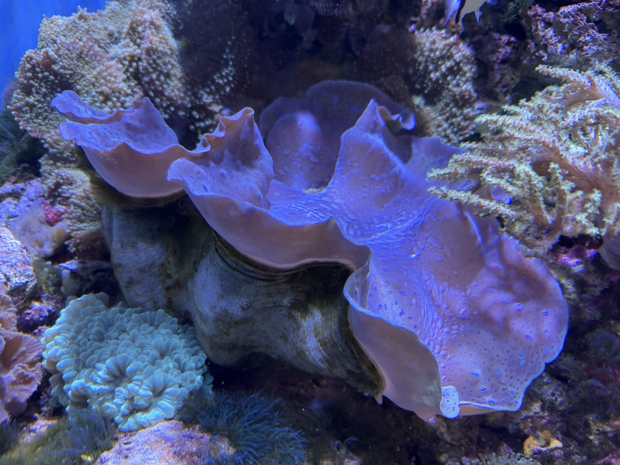 Monterey Bay Aquarium