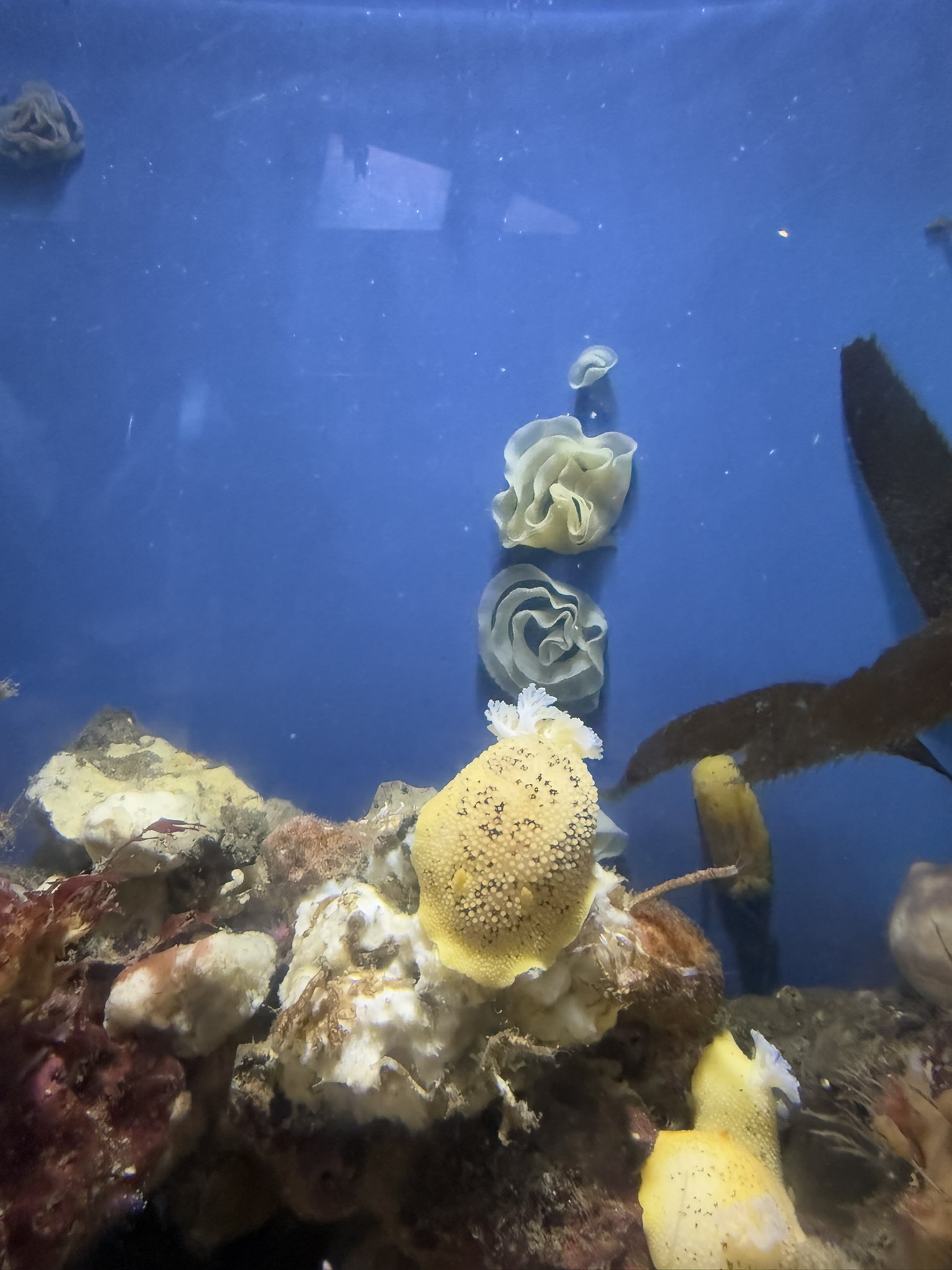 Monterey Bay Aquarium