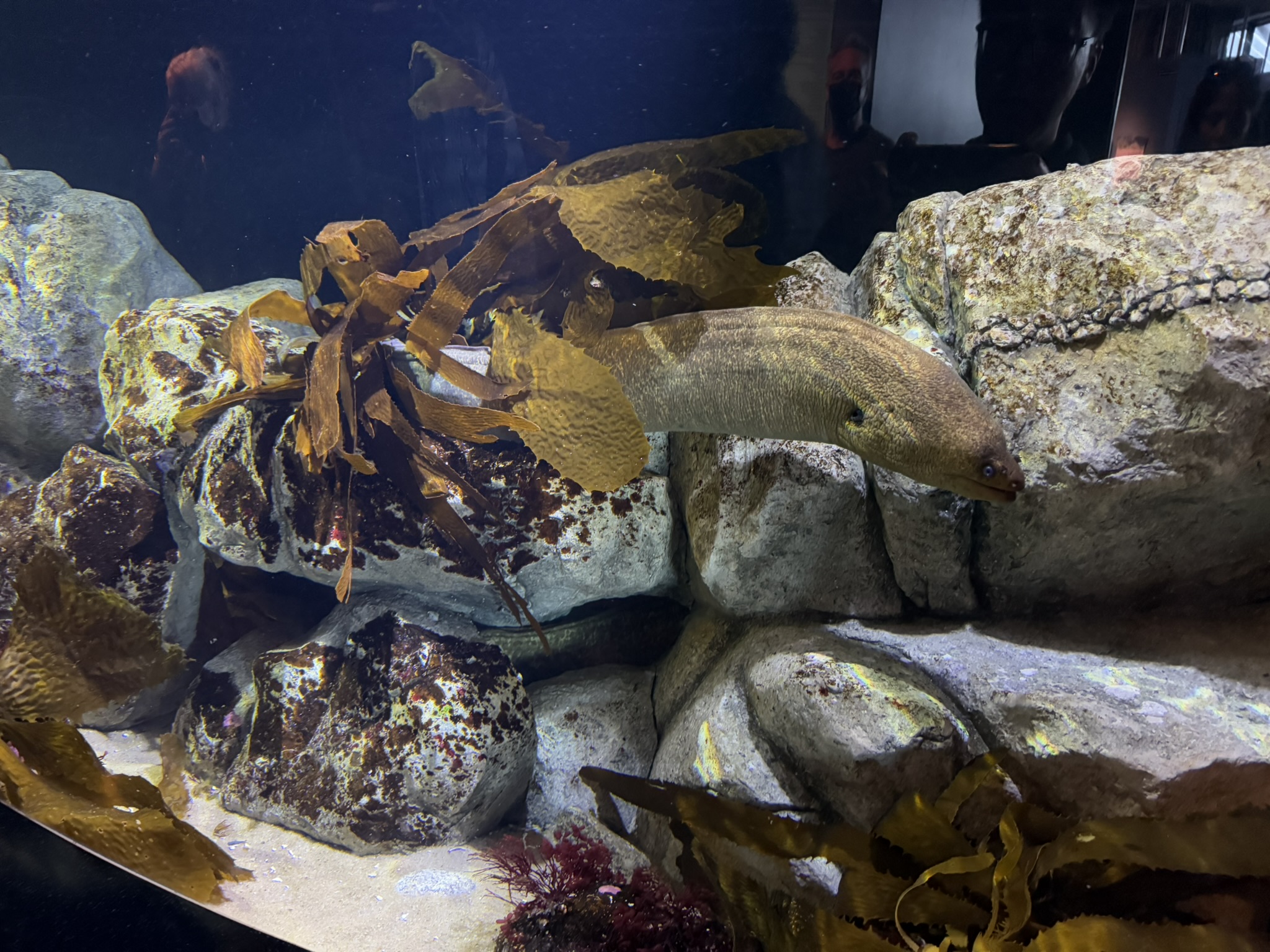 Monterey Bay Aquarium