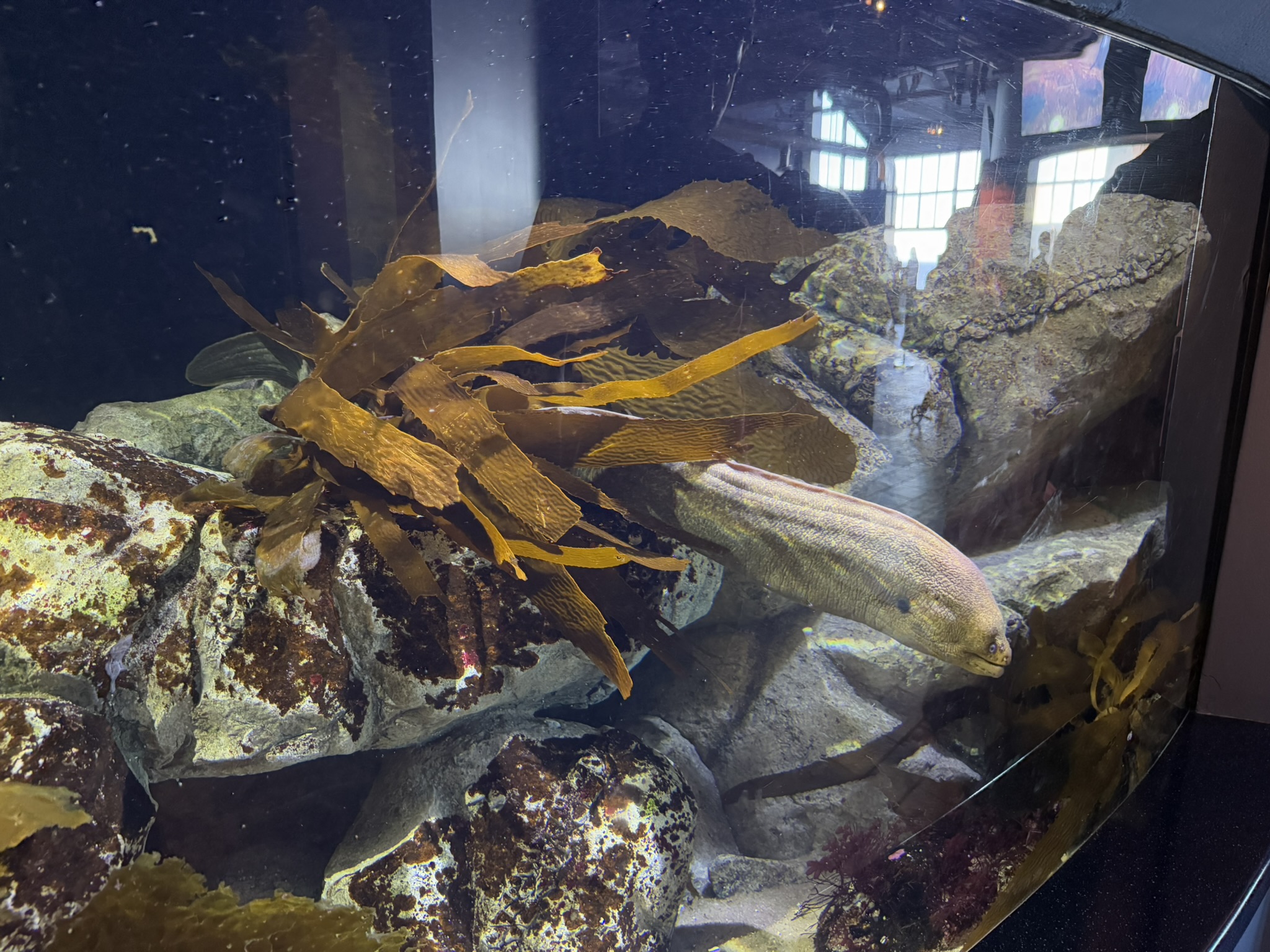 Monterey Bay Aquarium