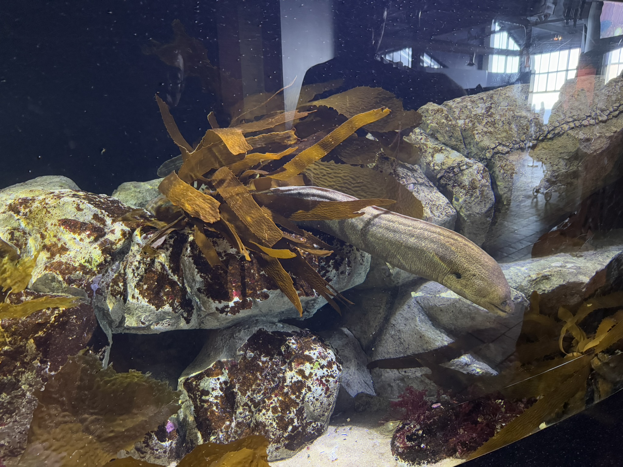 Monterey Bay Aquarium