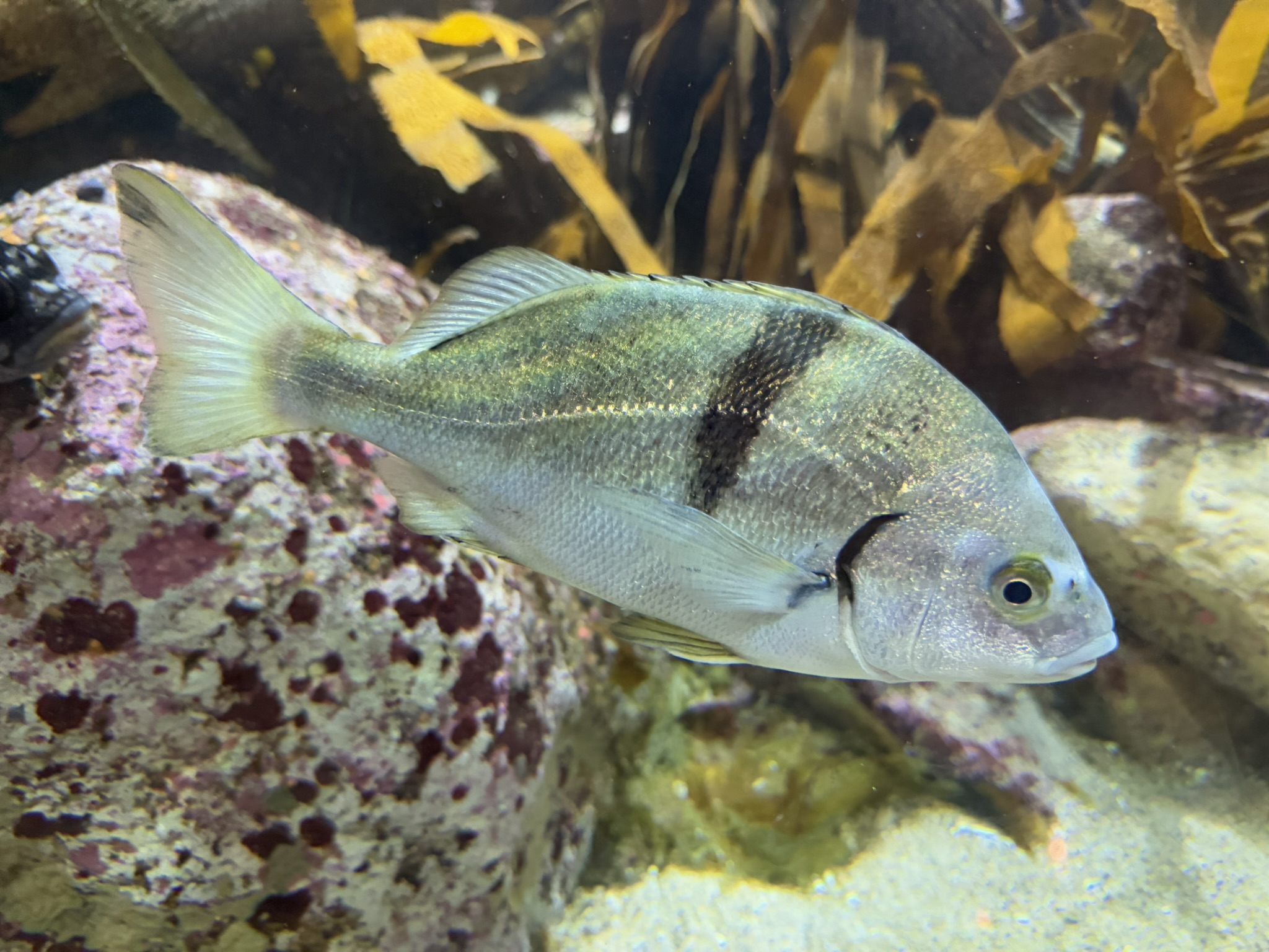 Monterey Bay Aquarium