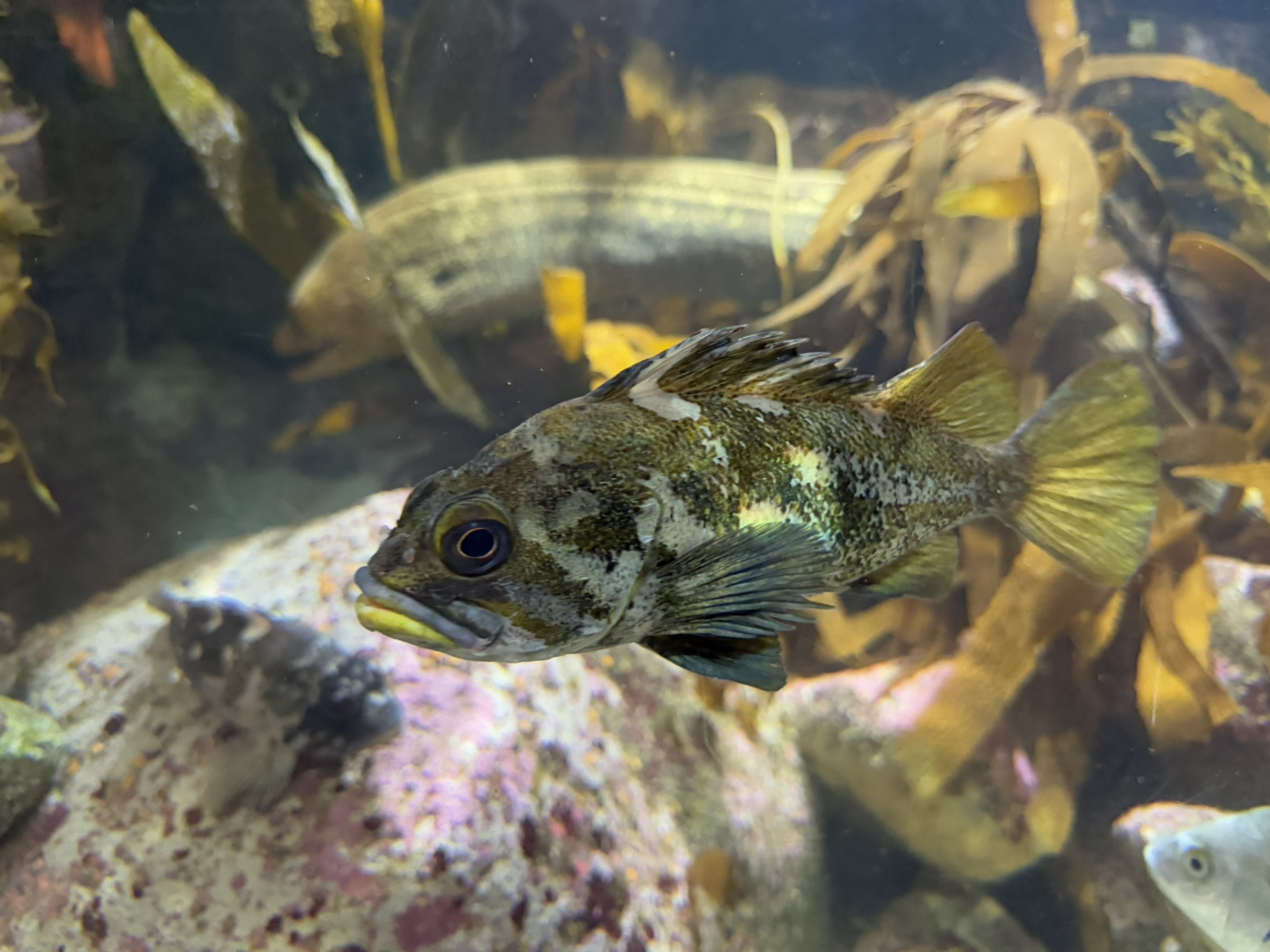 Monterey Bay Aquarium