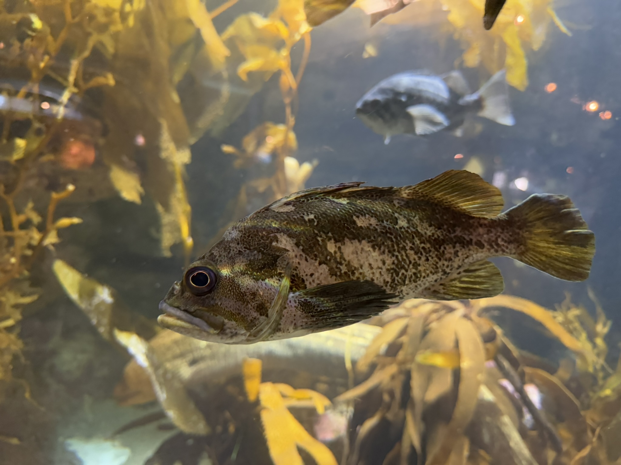 Monterey Bay Aquarium