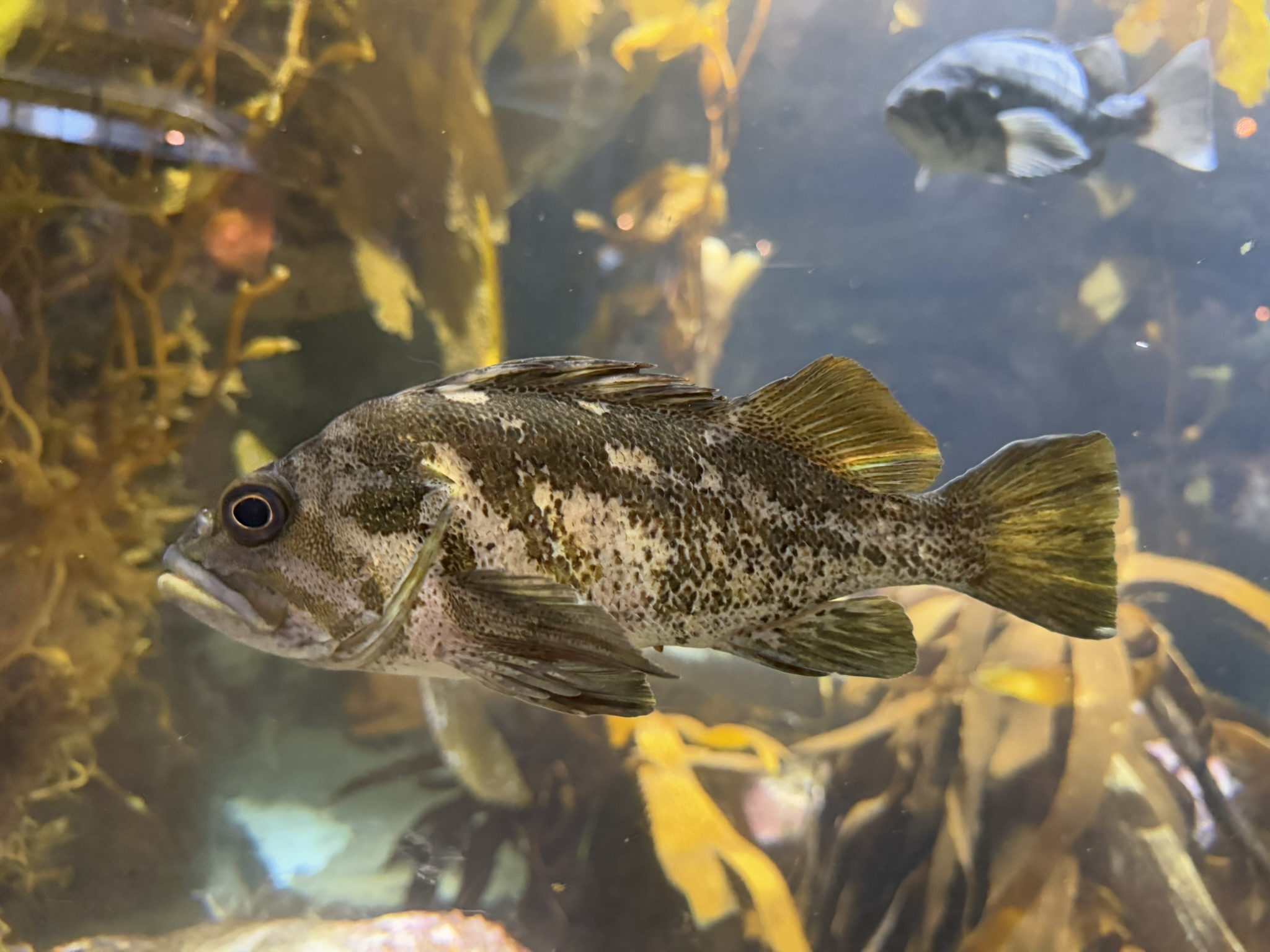 Monterey Bay Aquarium