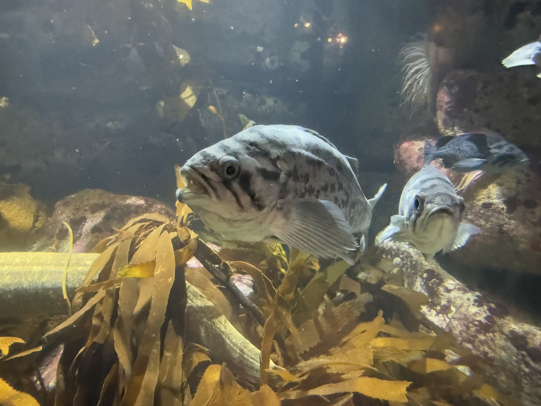 Monterey Bay Aquarium